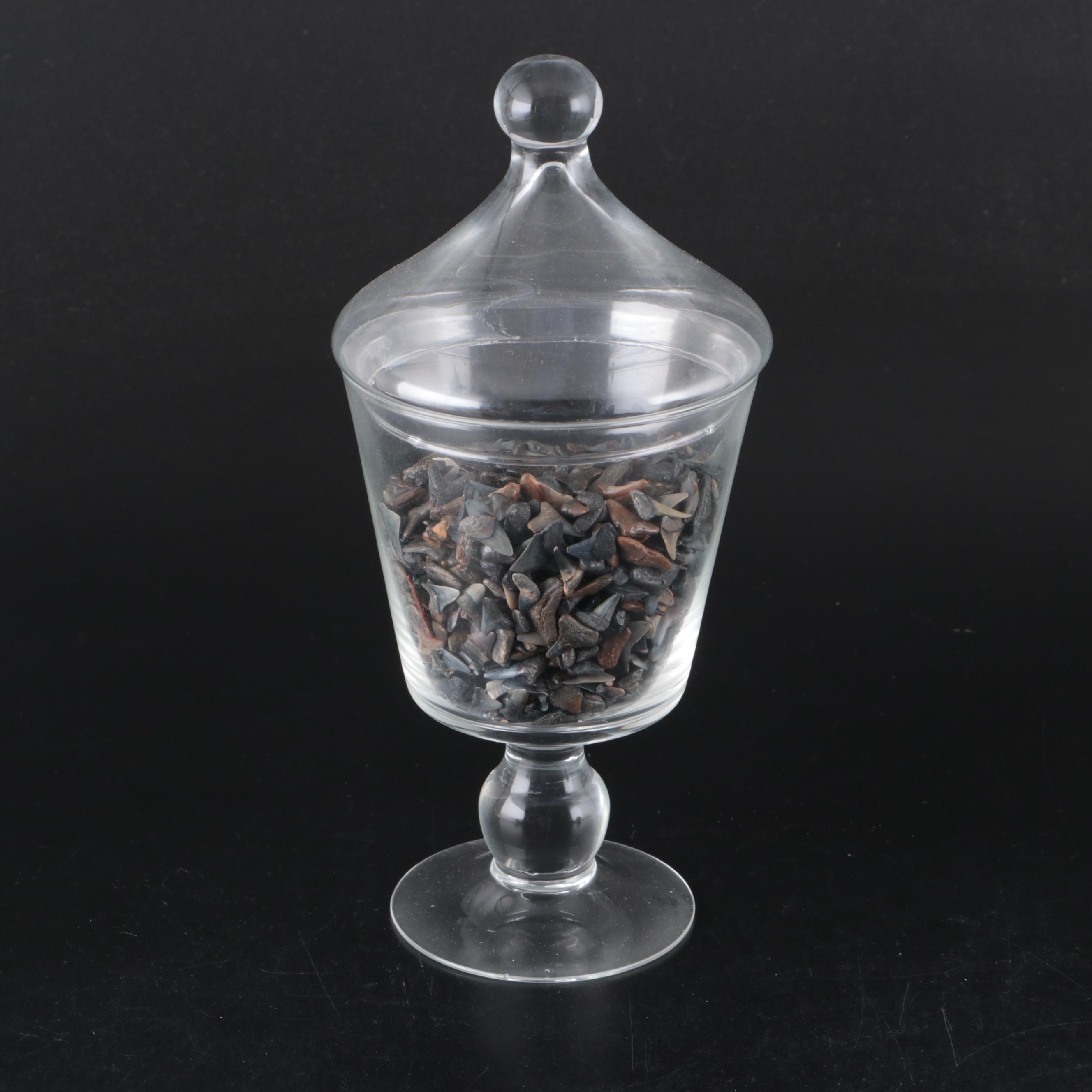 Sand Dollars, Barnacles, Fossil Shark Teeth, and More Shells in Glass Vessels