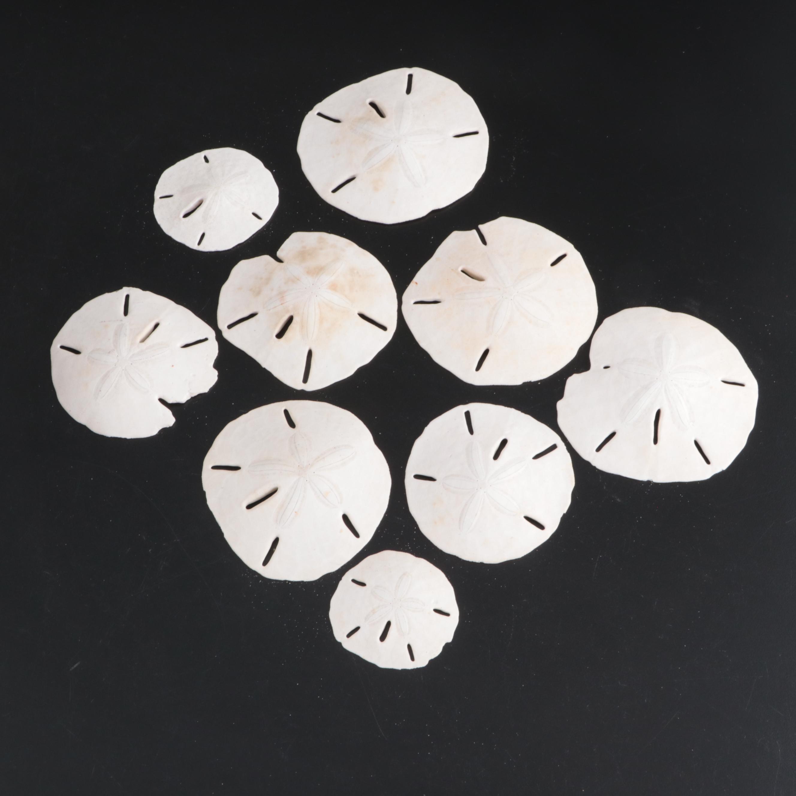 Sand Dollars, Barnacles, Fossil Shark Teeth, and More Shells in Glass Vessels