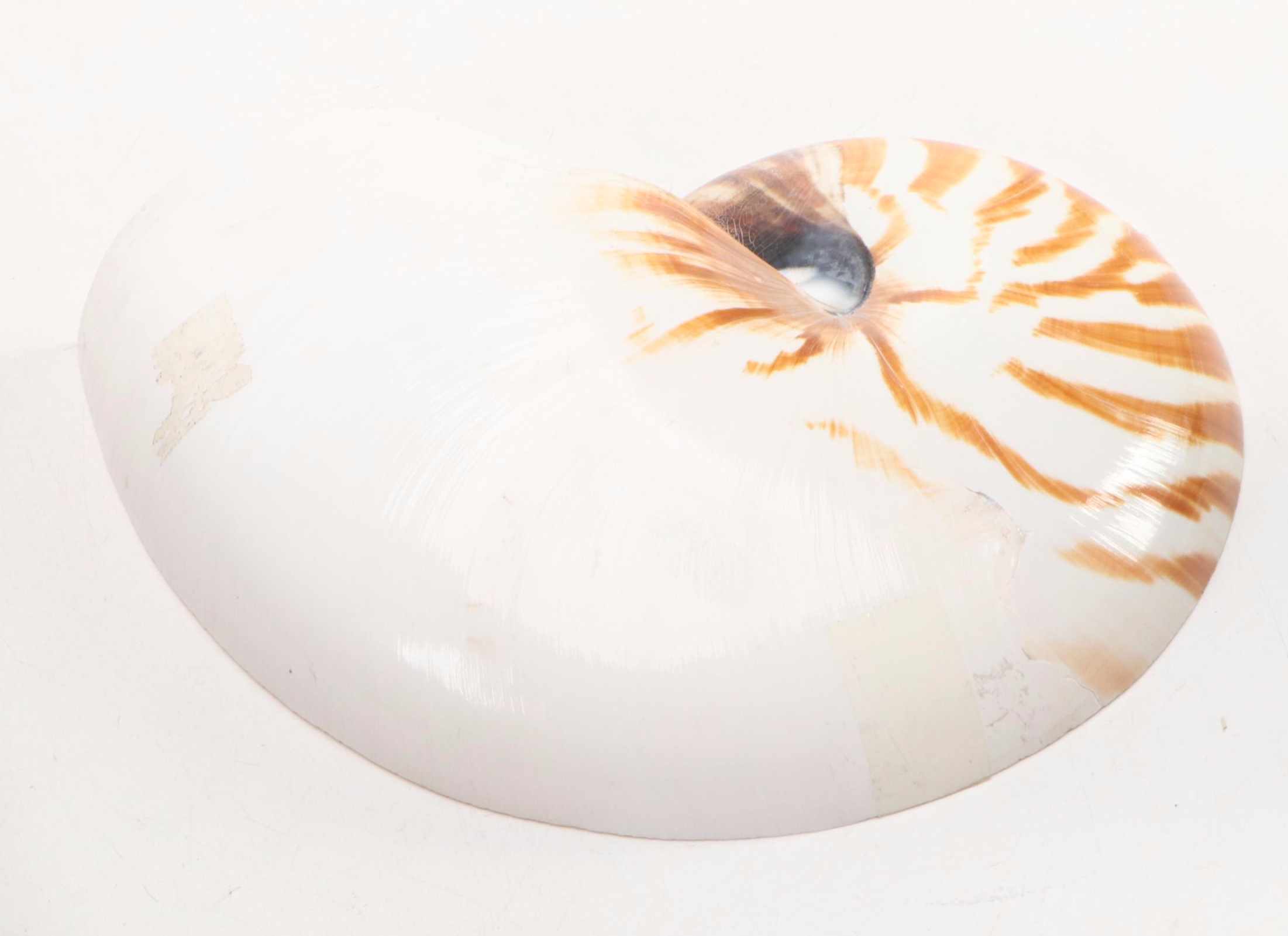 American Atelier Tray with Sea Creature Figurines