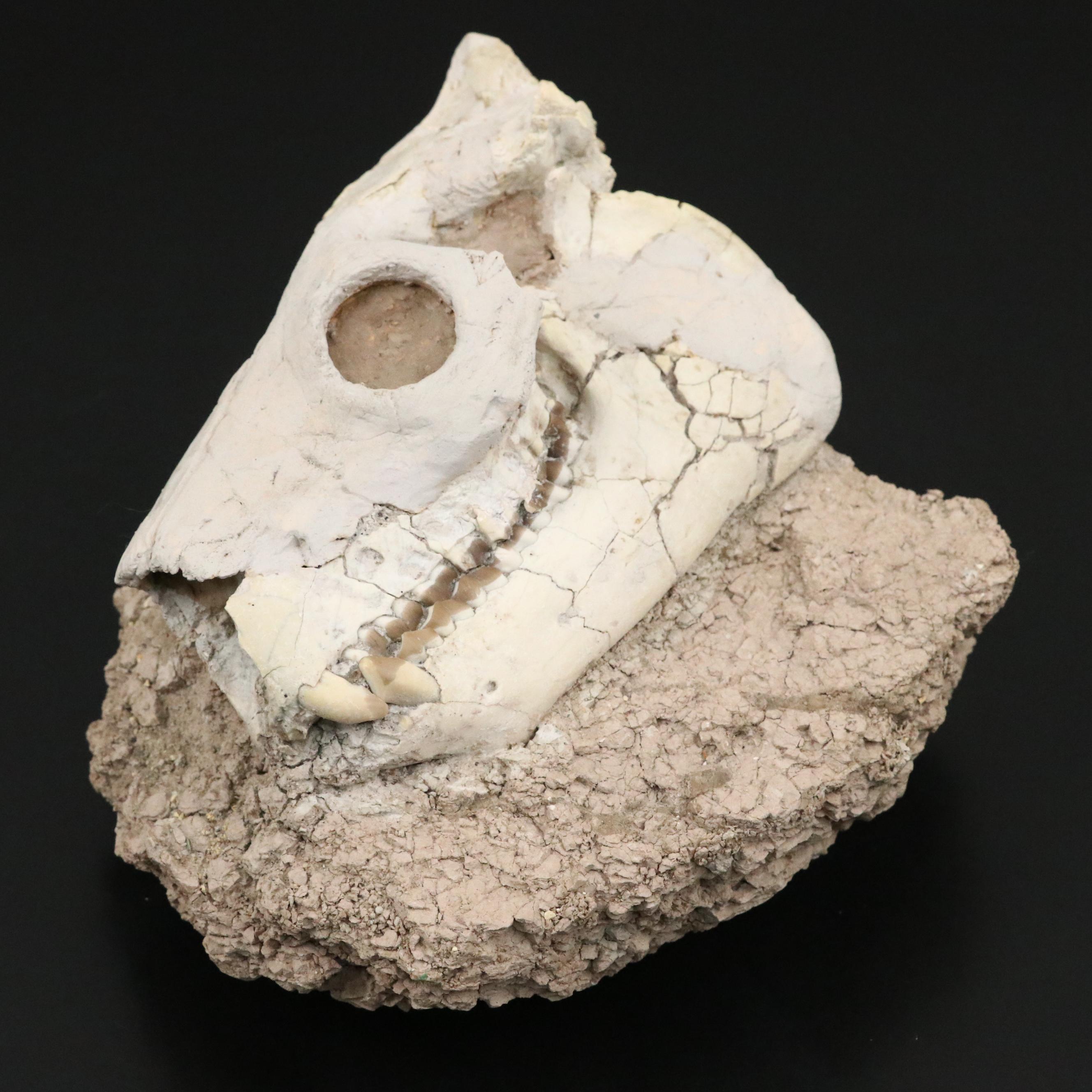 Oreodont Fossil Partial Skull in Matrix