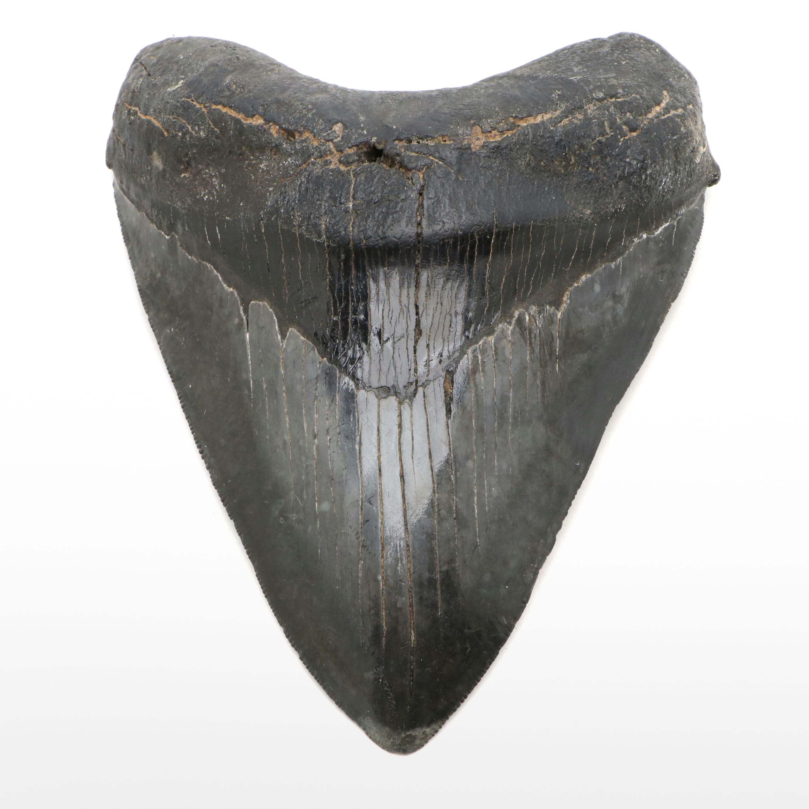 Fossil Megalodon Tooth