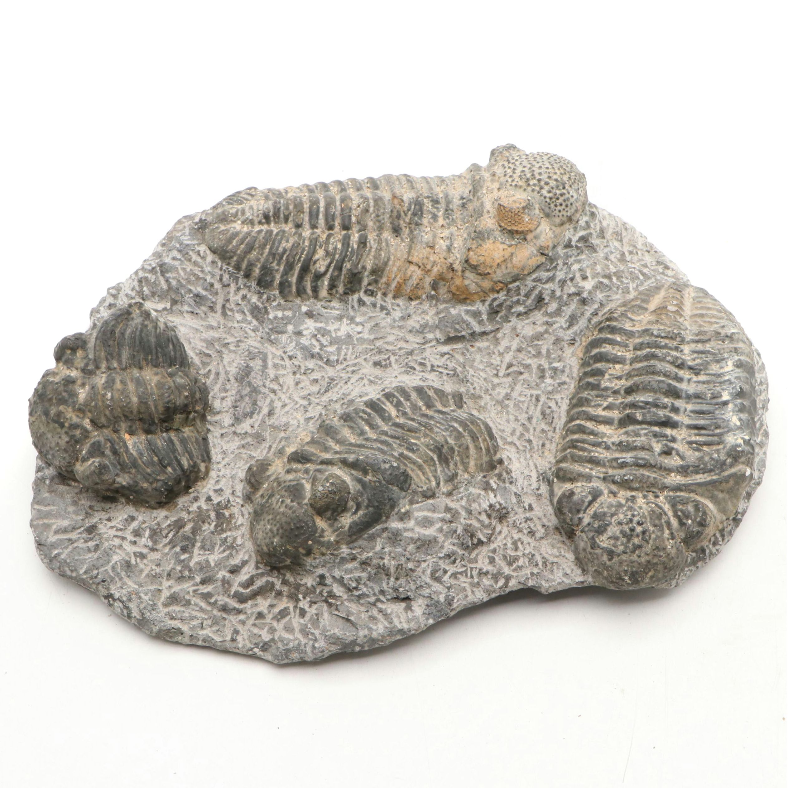 Fossil Trilobite Specimens in Matrix