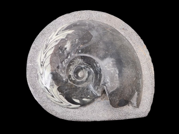 Fossil Treasures: Unearthed Relics