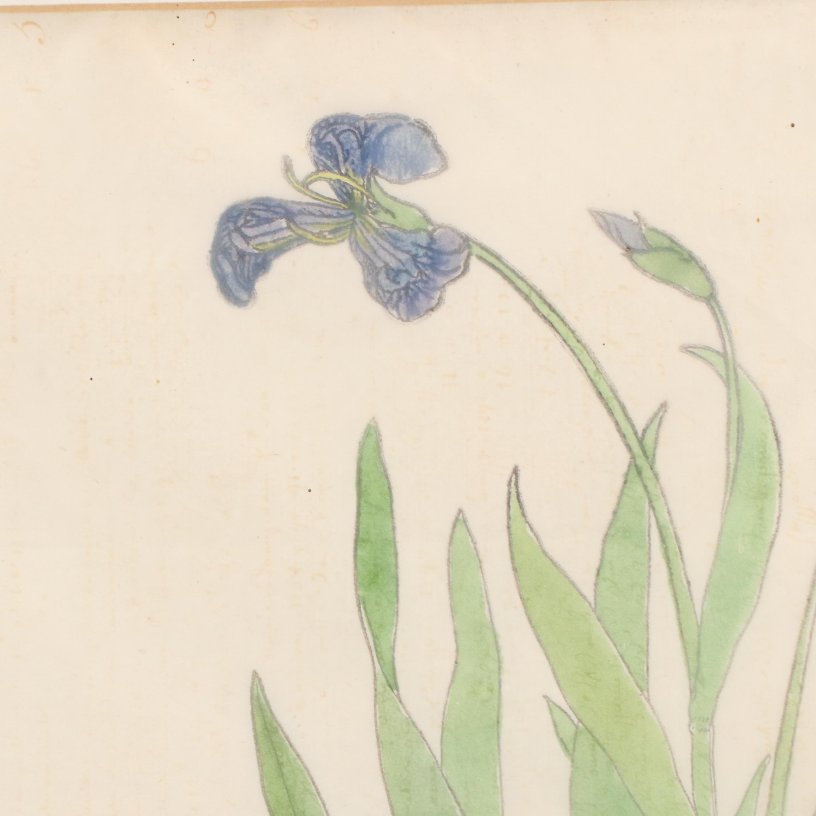 Pair of German Botanical Hand-Colored Woodcuts by Veit Rudolph Speckle