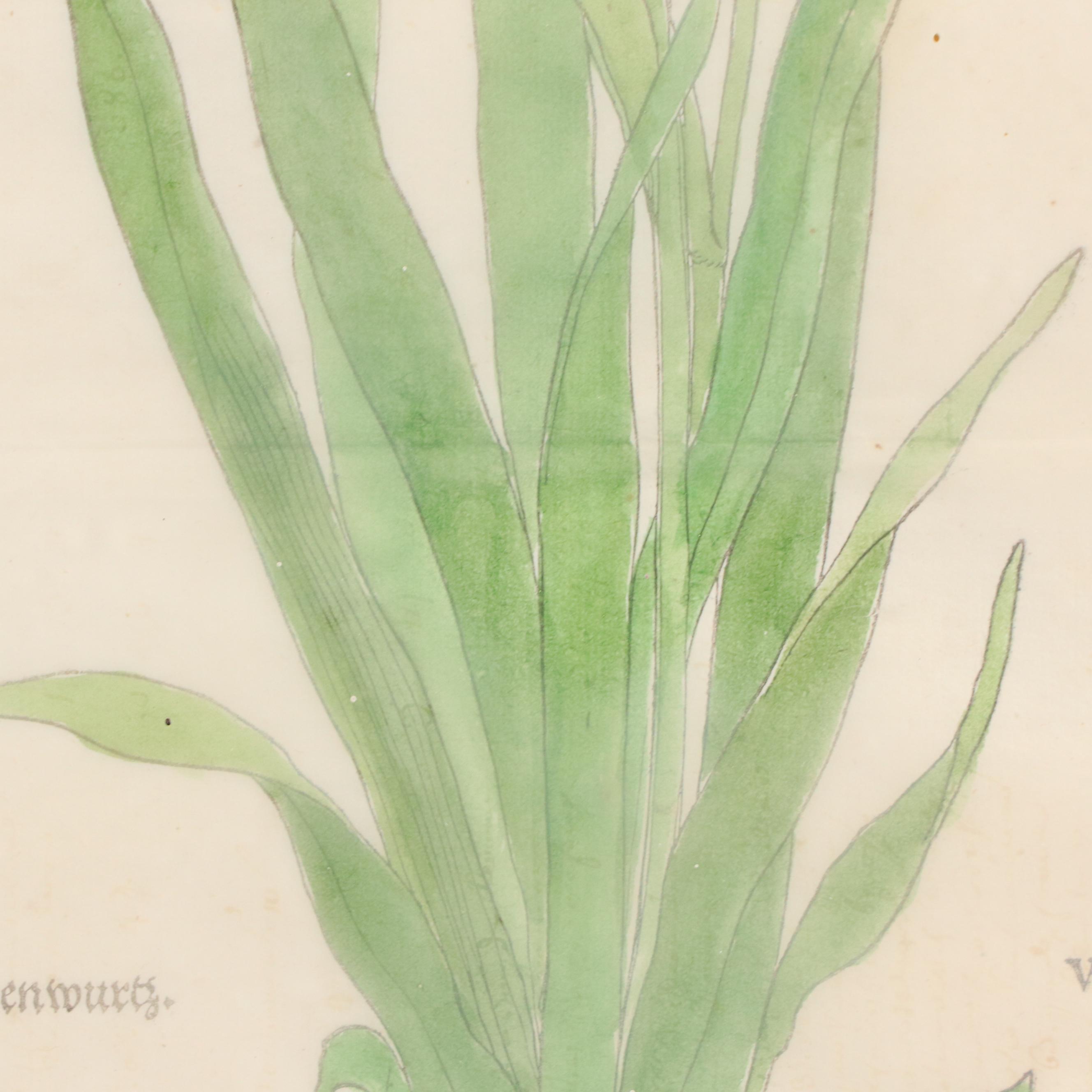 Pair of German Botanical Hand-Colored Woodcuts by Veit Rudolph Speckle