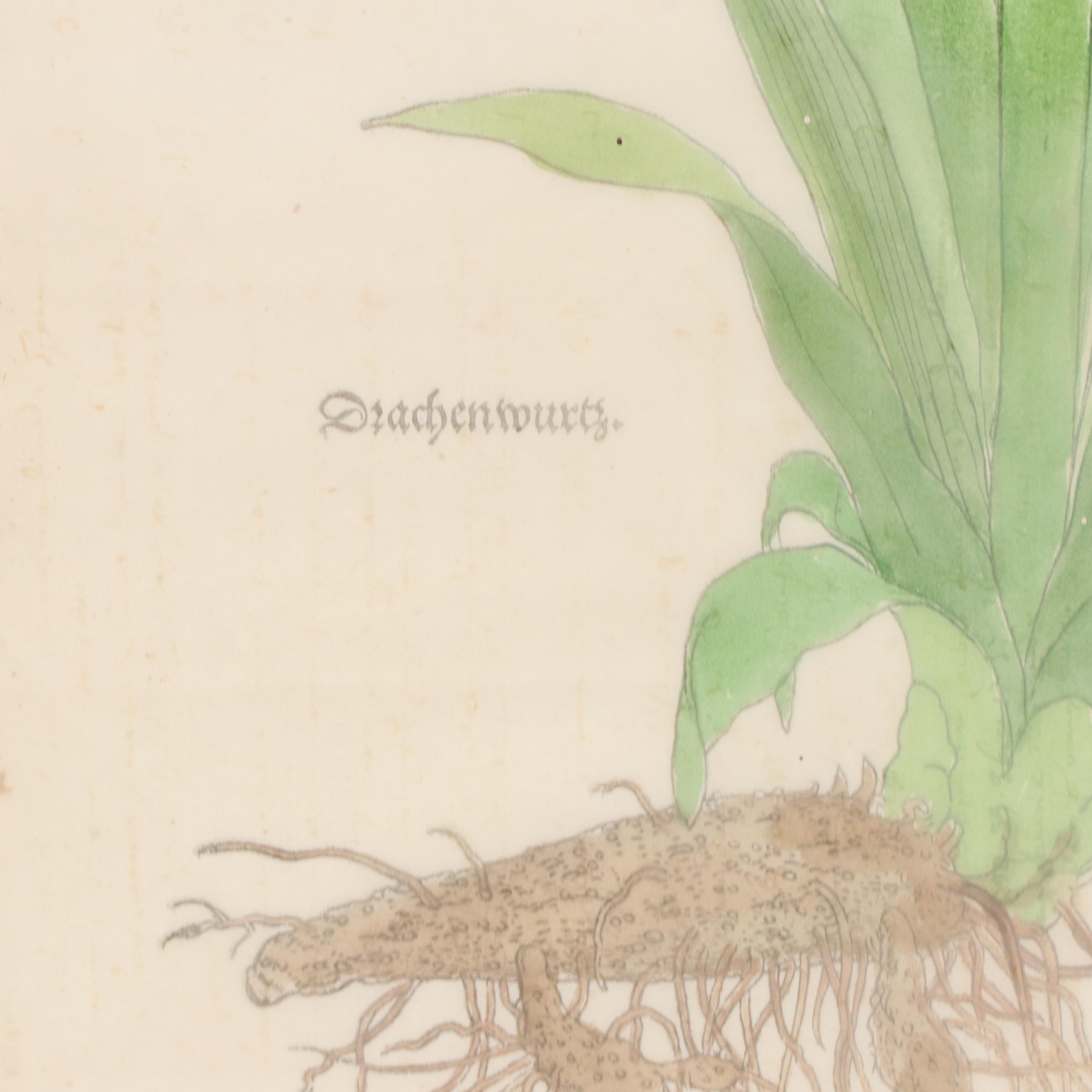 Pair of German Botanical Hand-Colored Woodcuts by Veit Rudolph Speckle