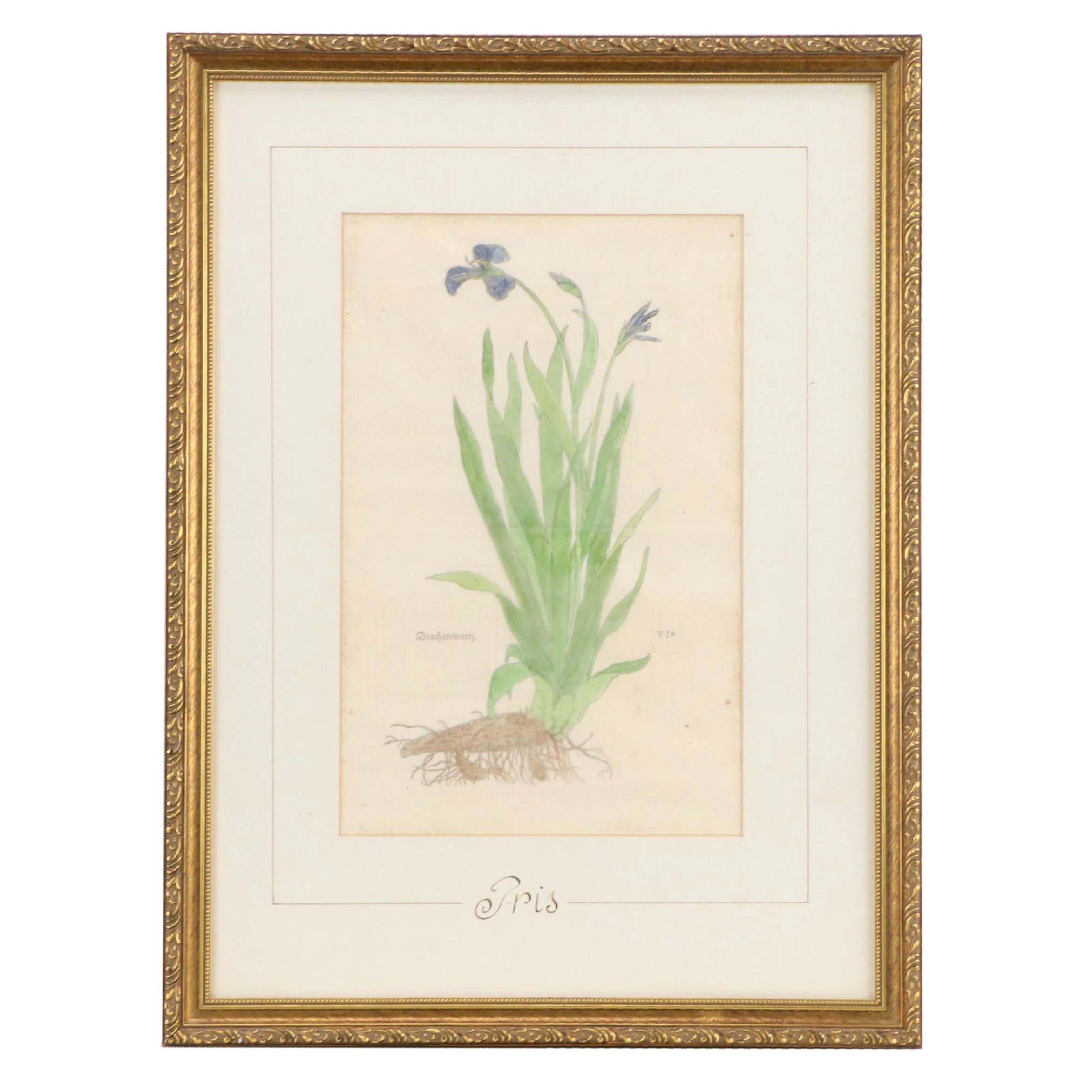 Pair of German Botanical Hand-Colored Woodcuts by Veit Rudolph Speckle