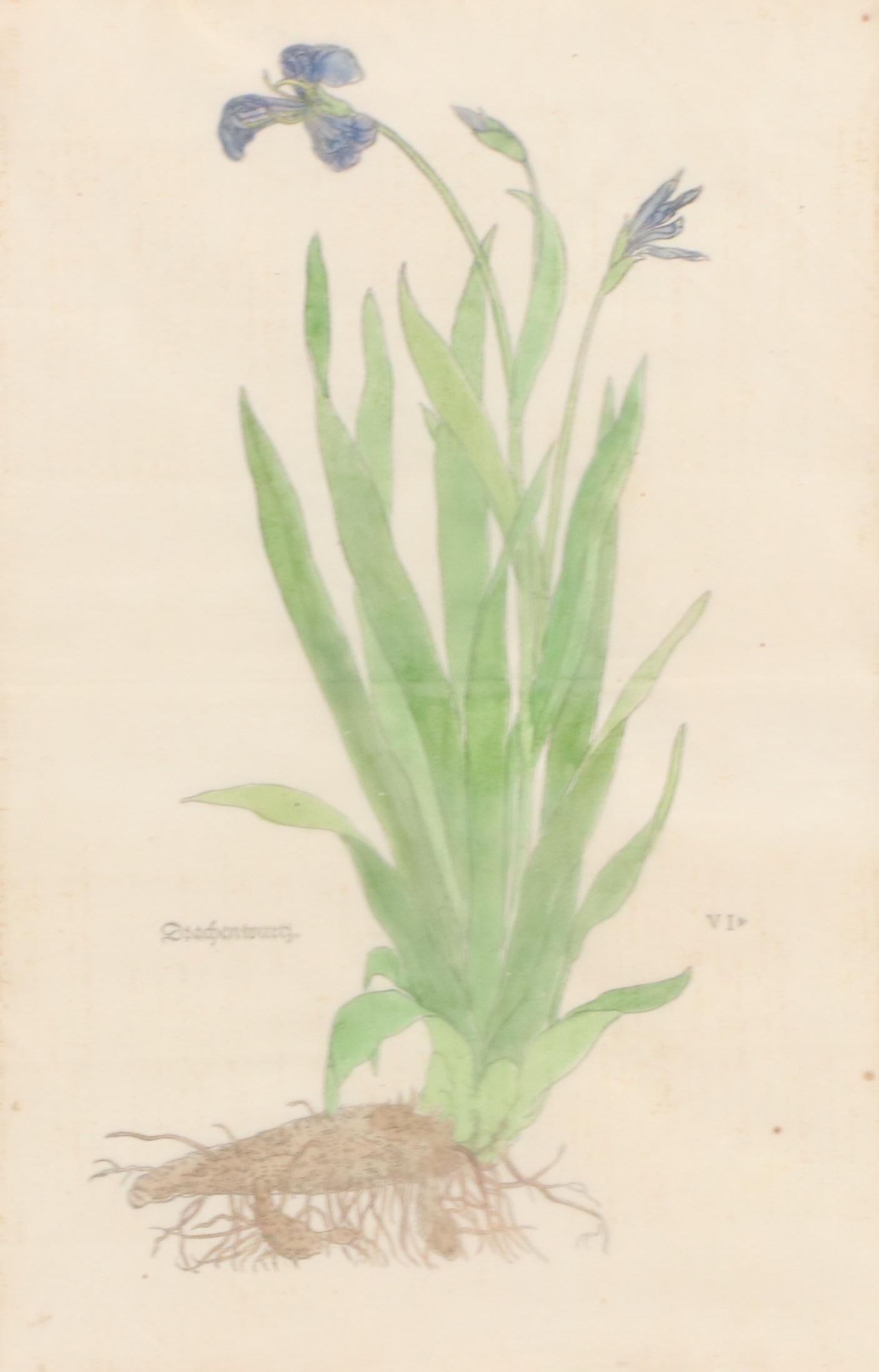 Pair of German Botanical Hand-Colored Woodcuts by Veit Rudolph Speckle