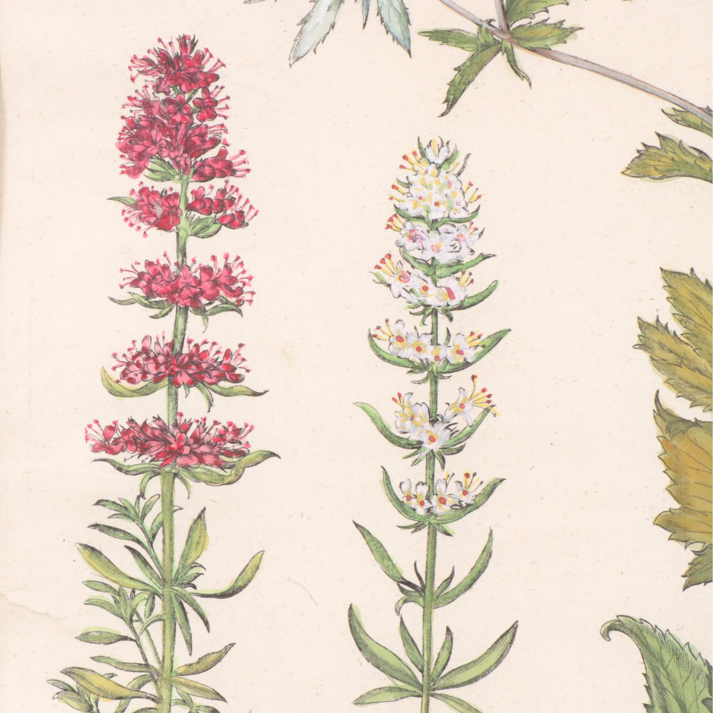 Basilius Besler Hand-Colored Botanical Engraving, 18th Century