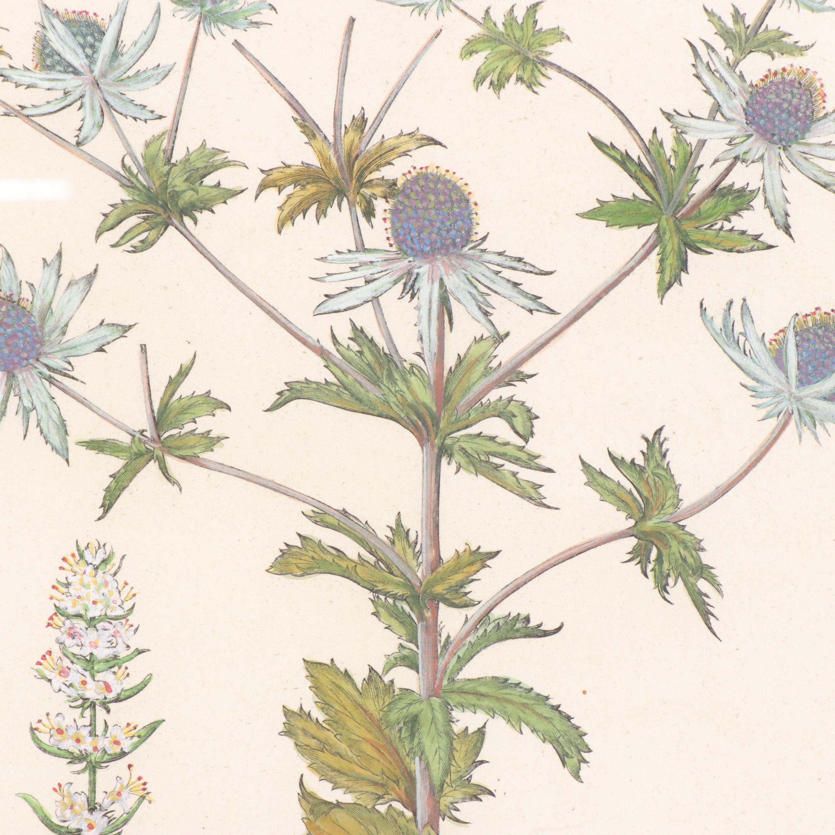 Basilius Besler Hand-Colored Botanical Engraving, 18th Century