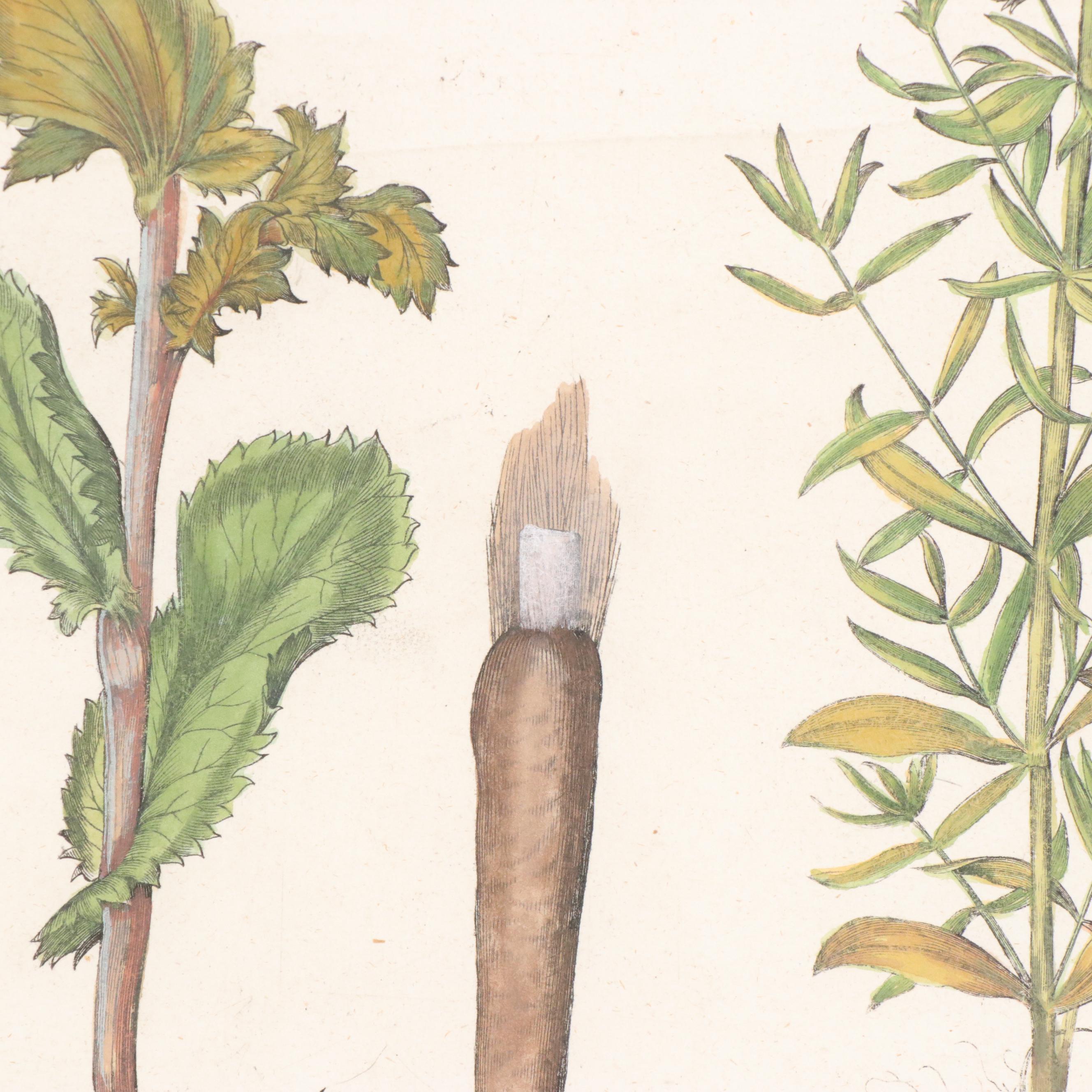 Basilius Besler Hand-Colored Botanical Engraving, 18th Century