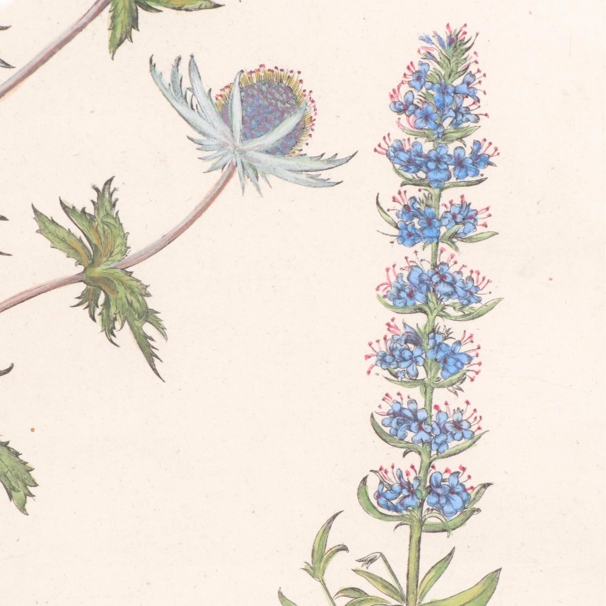 Basilius Besler Hand-Colored Botanical Engraving, 18th Century