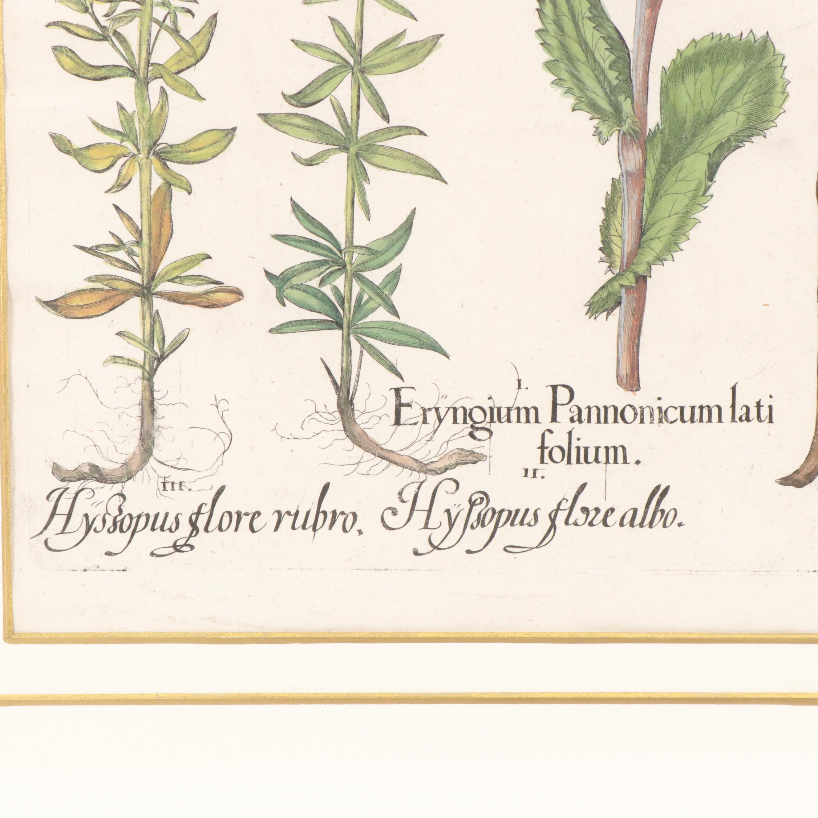 Basilius Besler Hand-Colored Botanical Engraving, 18th Century