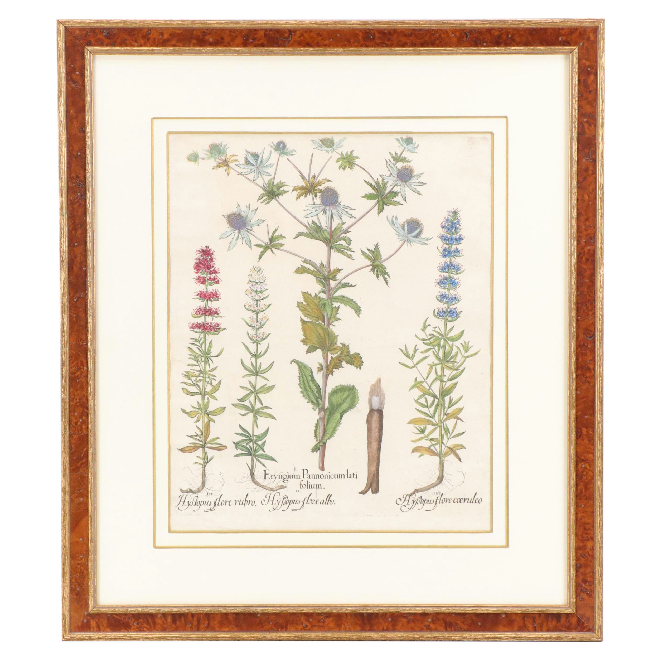 Basilius Besler Hand-Colored Botanical Engraving, 18th Century