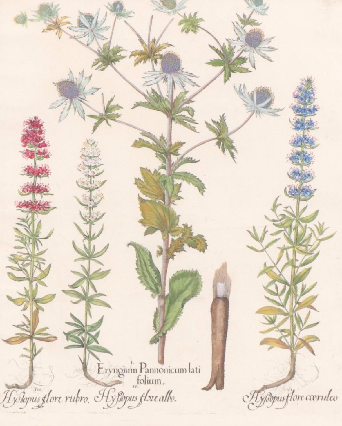 Basilius Besler Hand-Colored Botanical Engraving, 18th Century