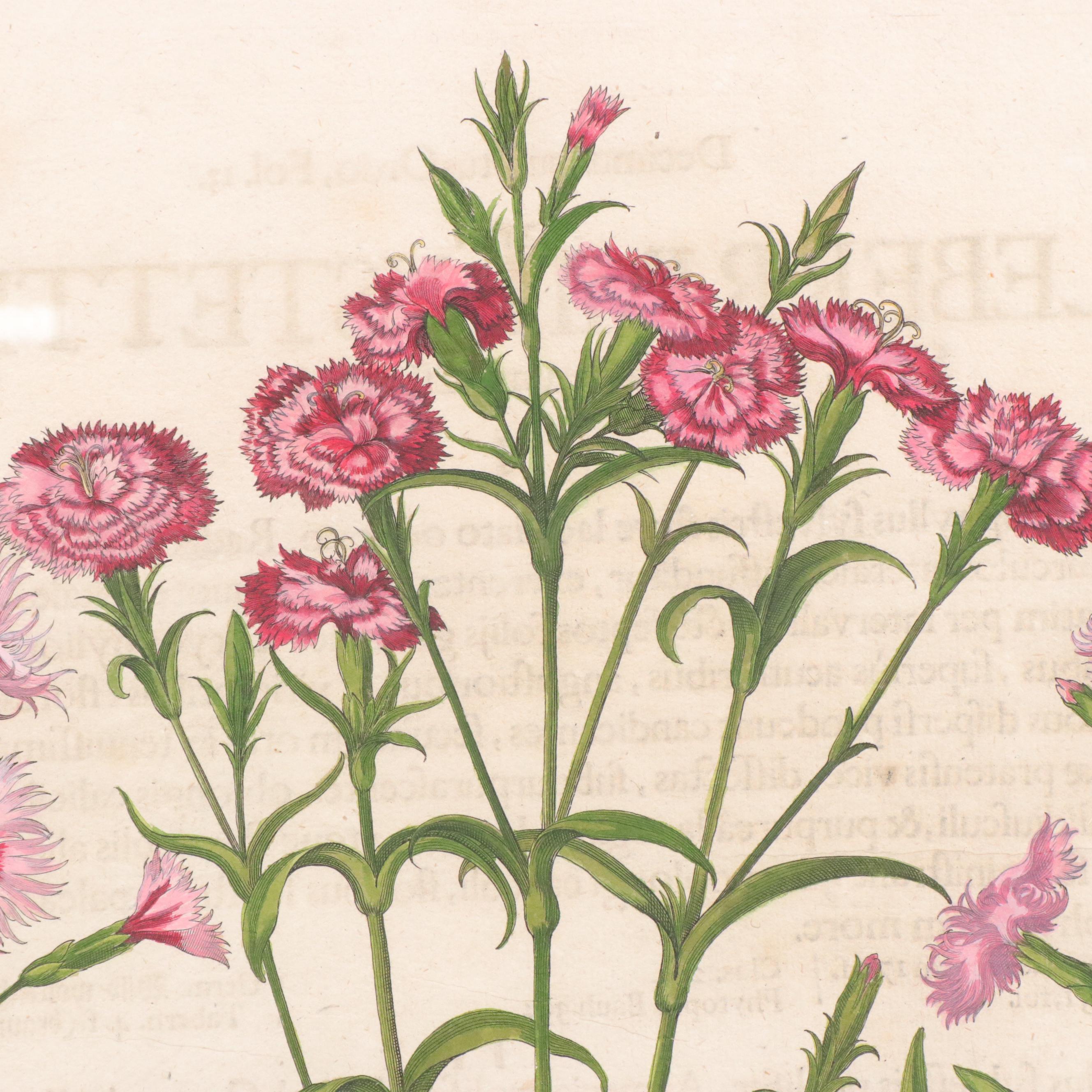 Basilius Besler Hand-Colored Botanical Engraving of Dianthus Flowers, 18th C.