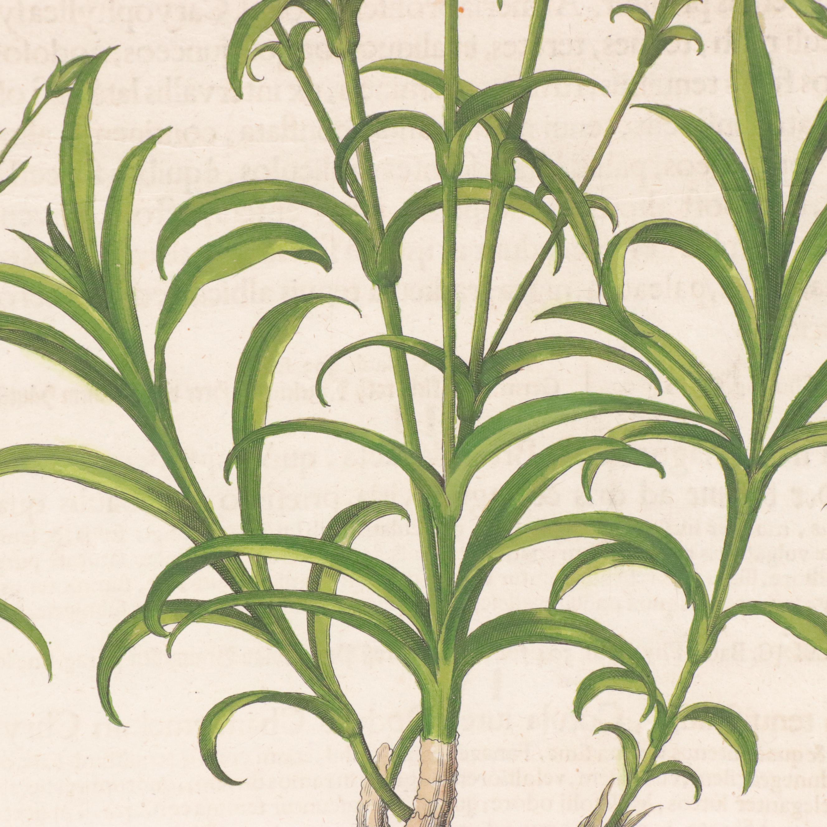 Basilius Besler Hand-Colored Botanical Engraving of Dianthus Flowers, 18th C.