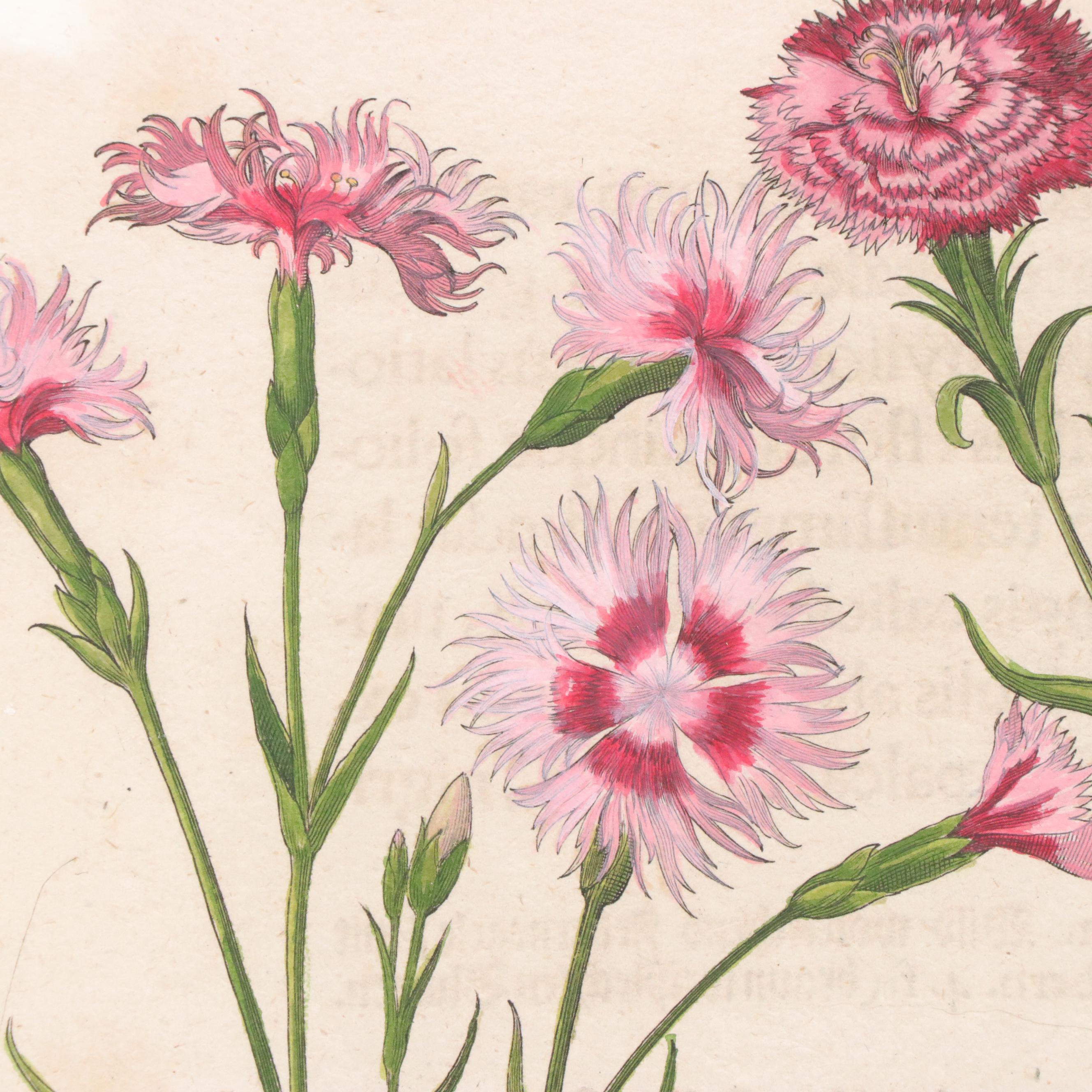 Basilius Besler Hand-Colored Botanical Engraving of Dianthus Flowers, 18th C.