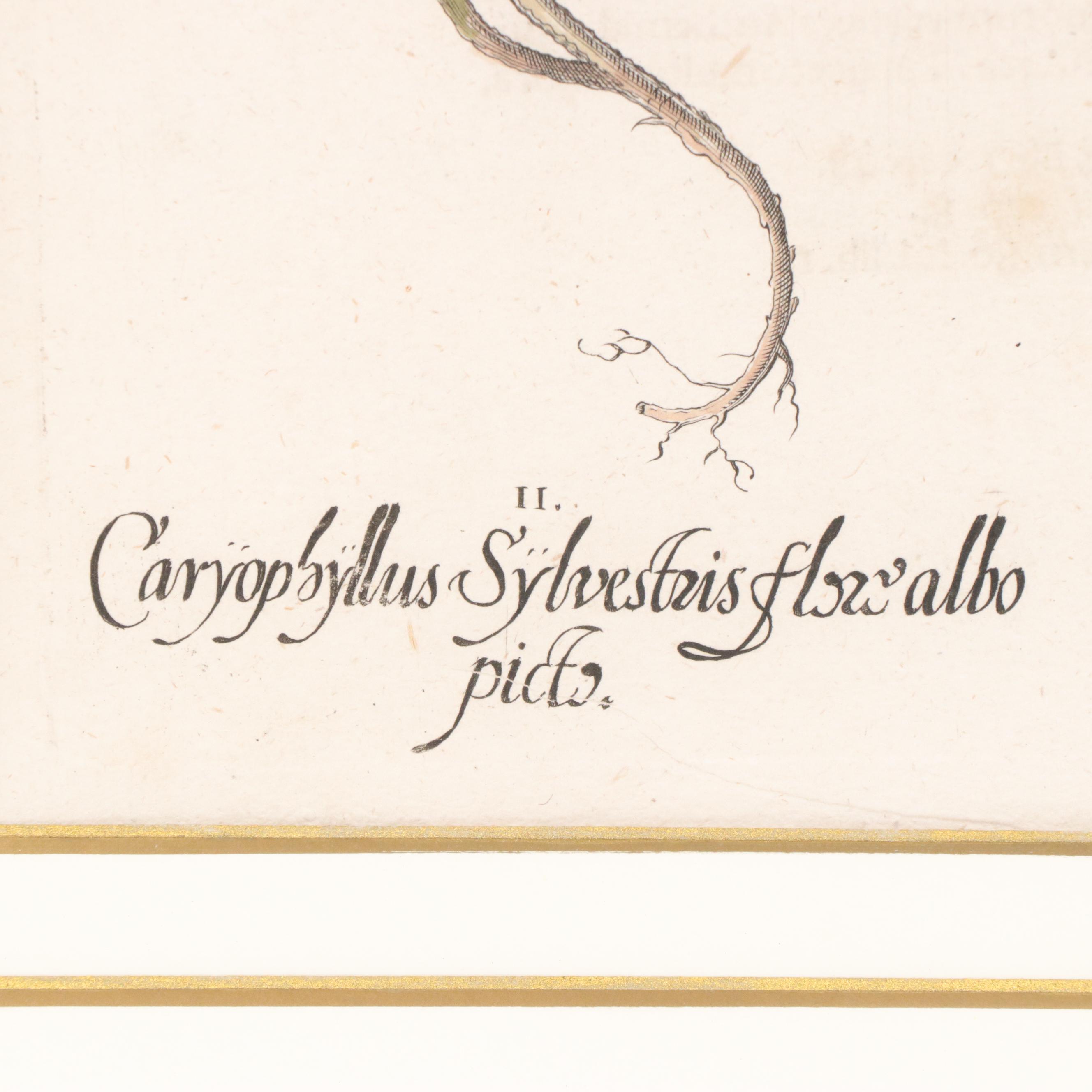 Basilius Besler Hand-Colored Botanical Engraving of Dianthus Flowers, 18th C.