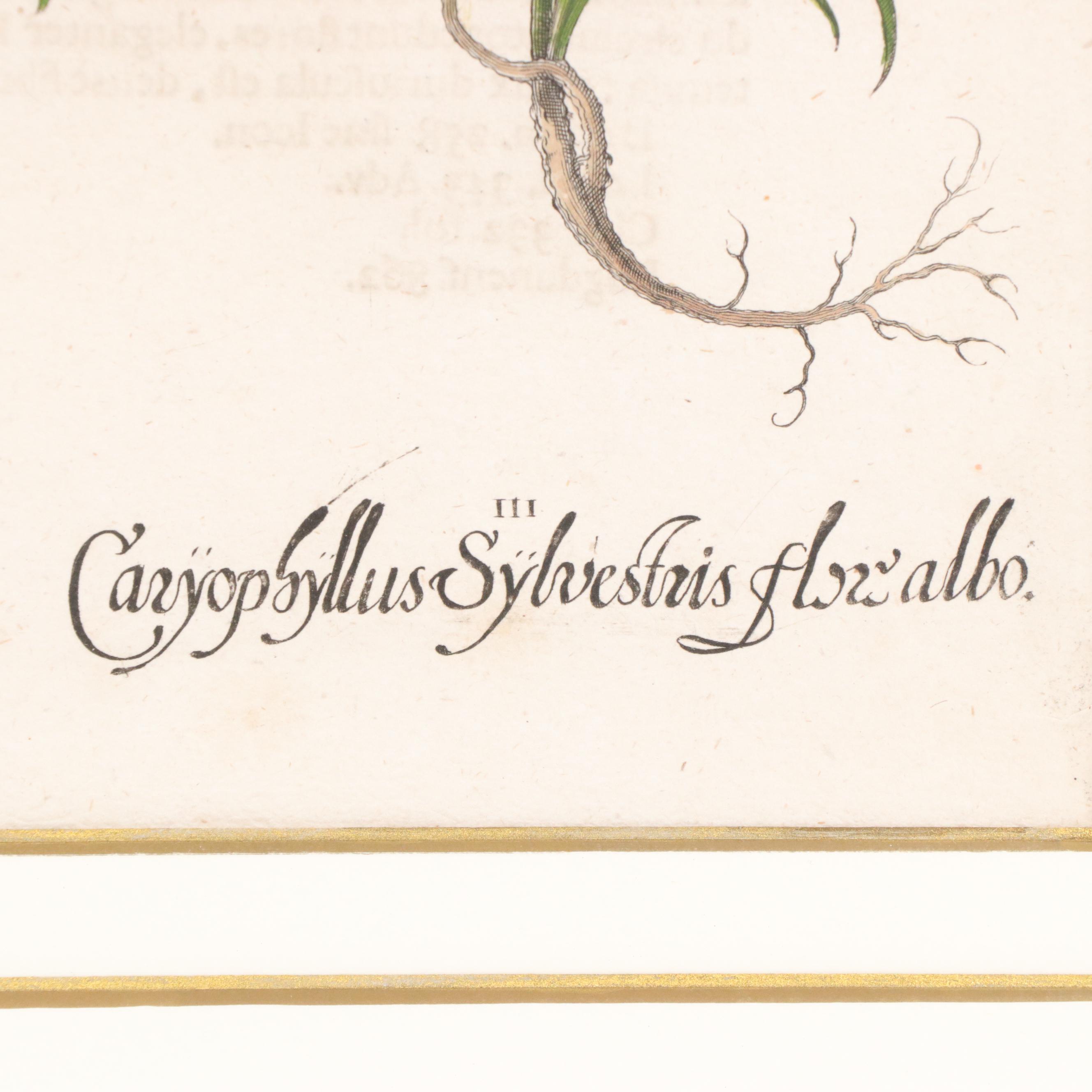 Basilius Besler Hand-Colored Botanical Engraving of Dianthus Flowers, 18th C.