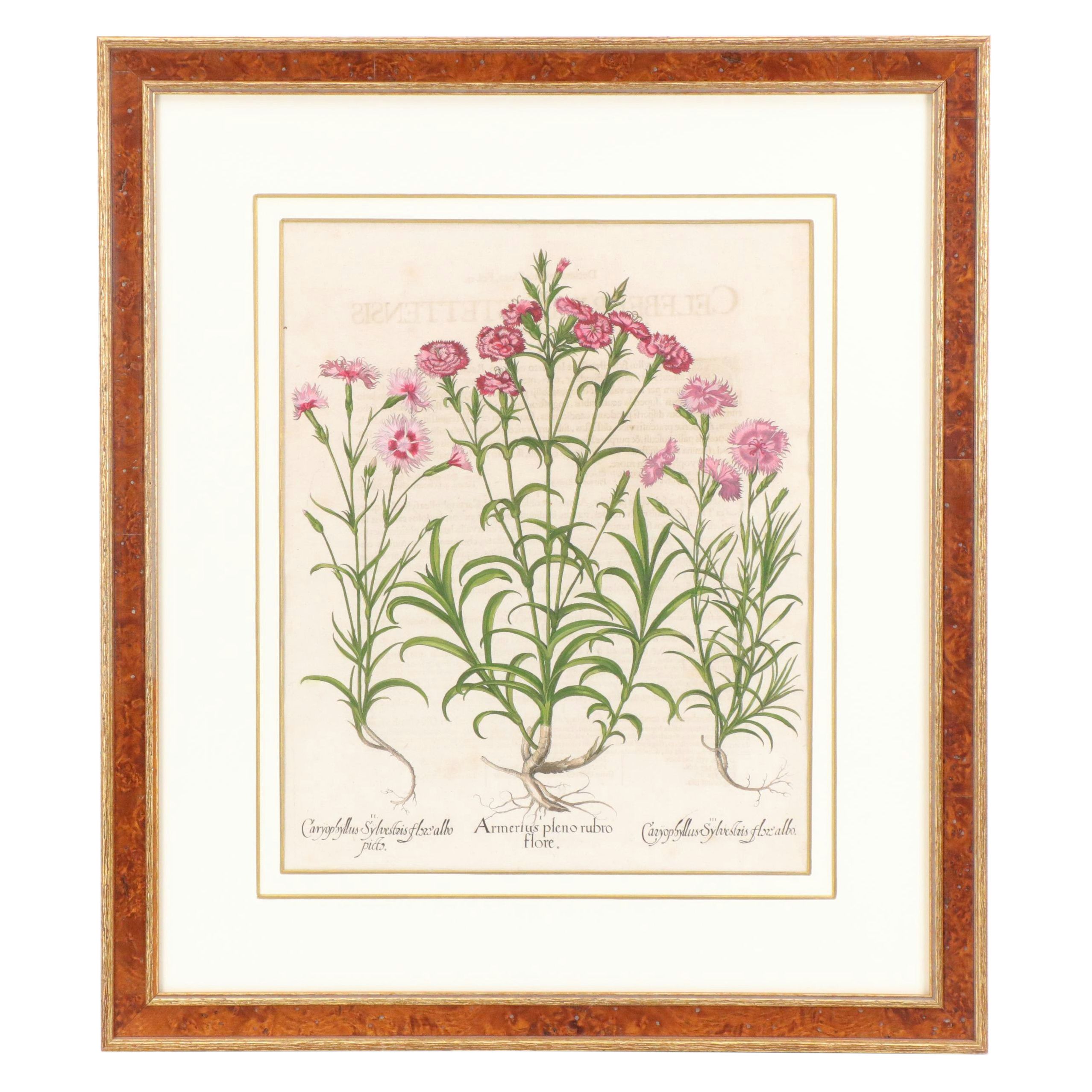 Basilius Besler Hand-Colored Botanical Engraving of Dianthus Flowers, 18th C.