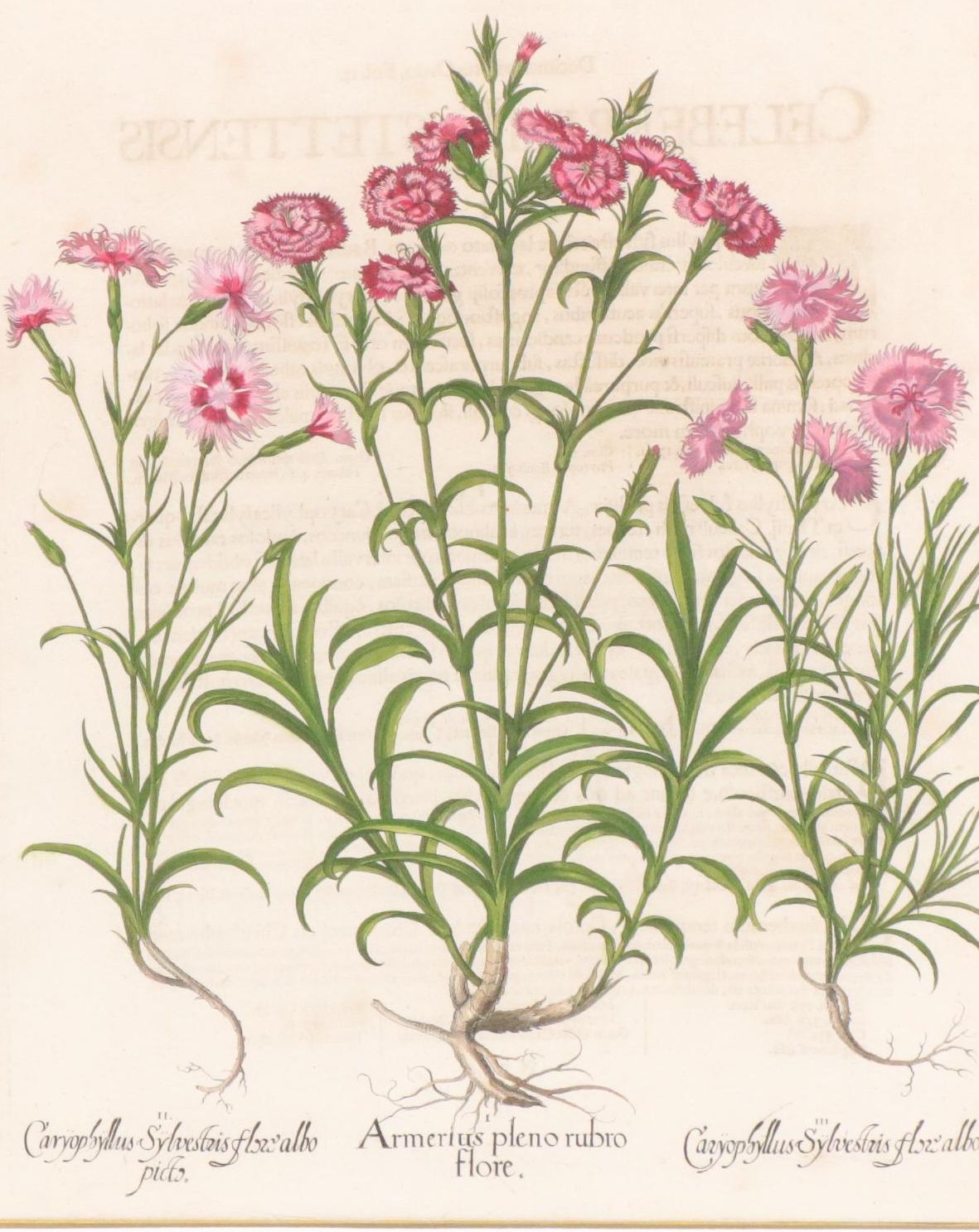 Basilius Besler Hand-Colored Botanical Engraving of Dianthus Flowers, 18th C.