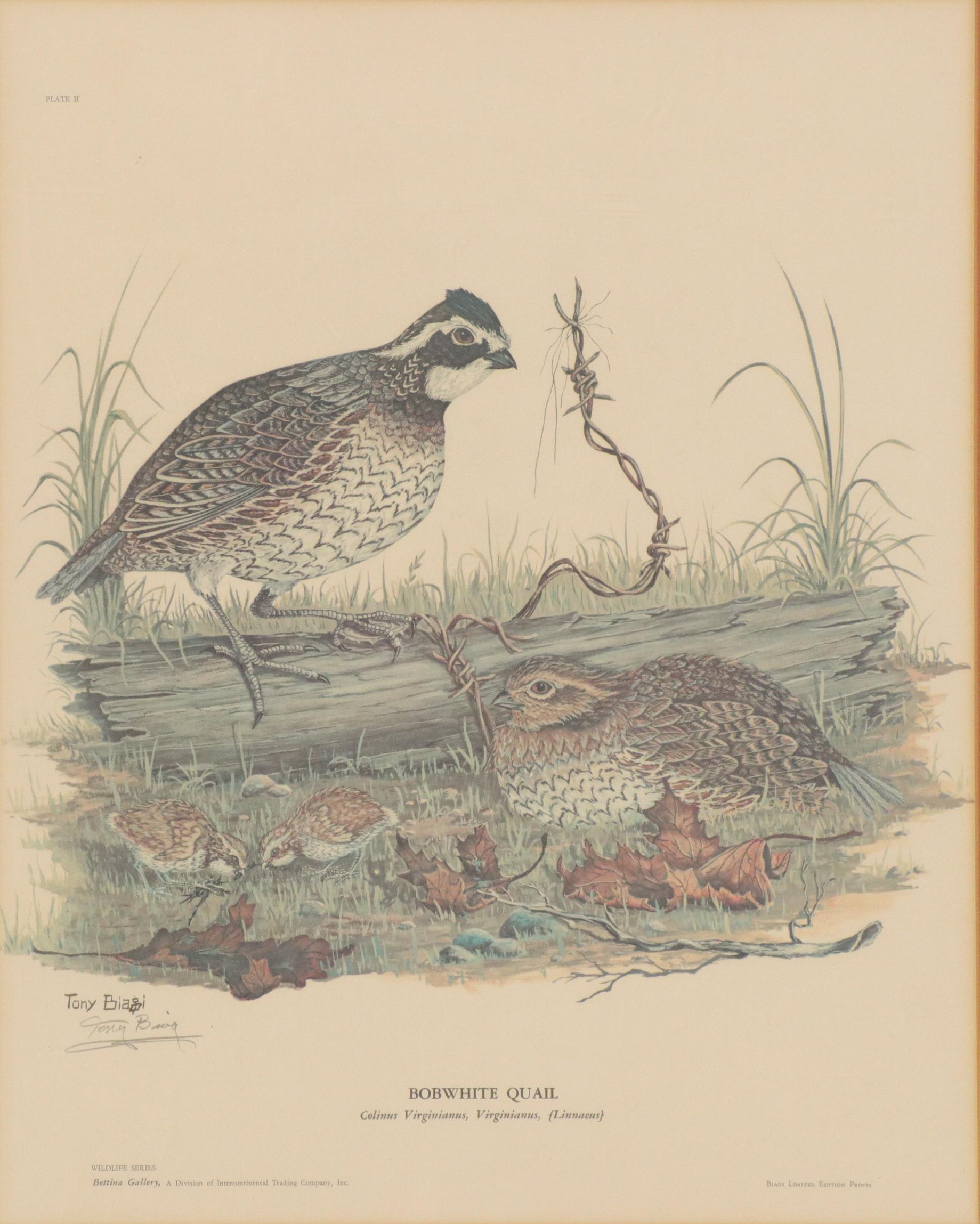 Tony Biagi Offset Lithograph "Bobwhite Quail"