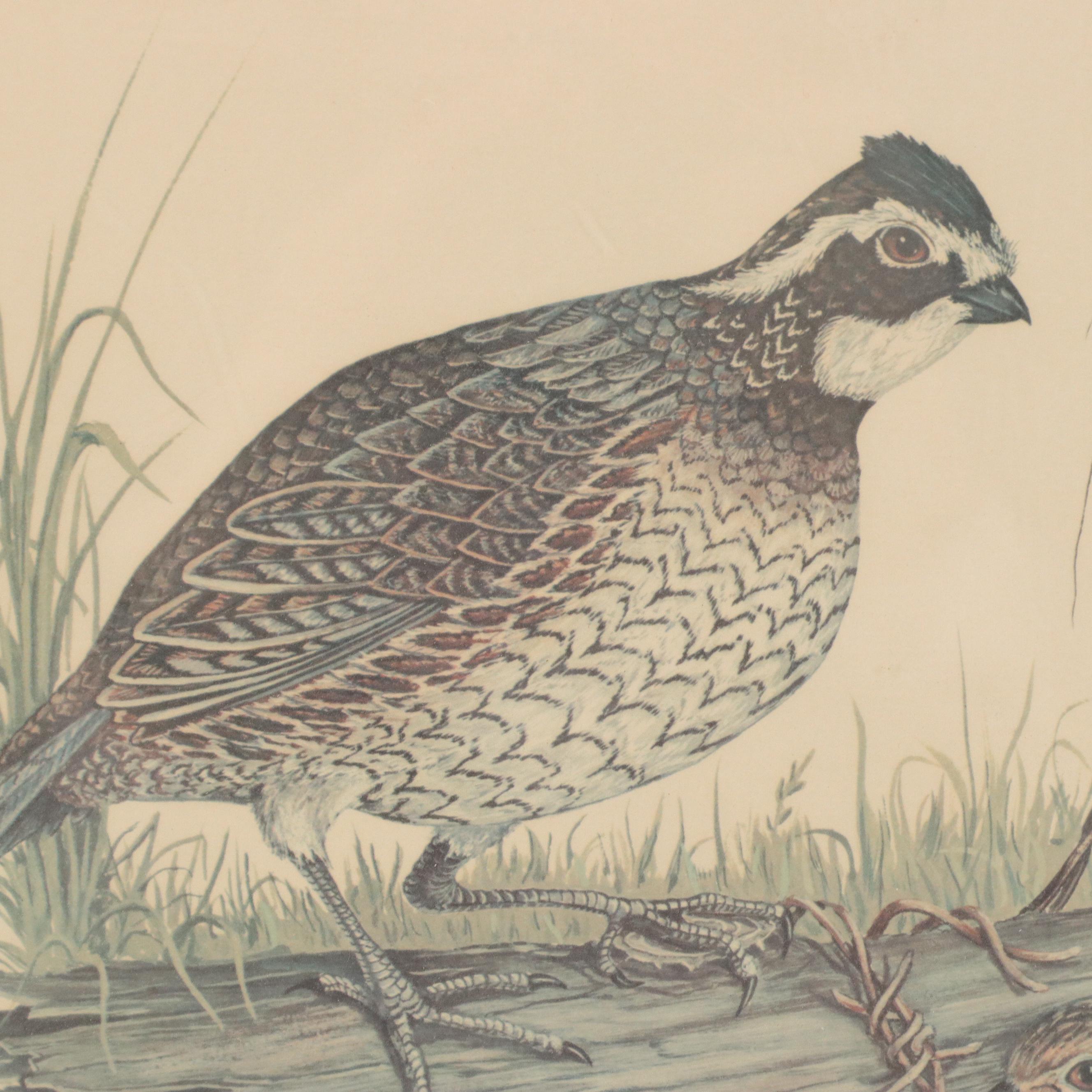 Tony Biagi Offset Lithograph "Bobwhite Quail"