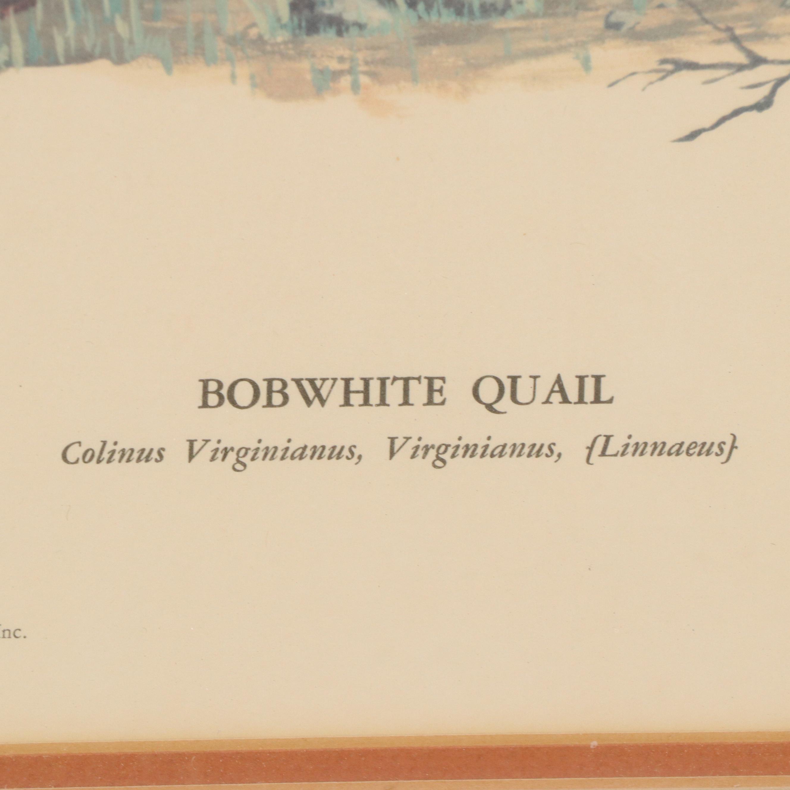 Tony Biagi Offset Lithograph "Bobwhite Quail"