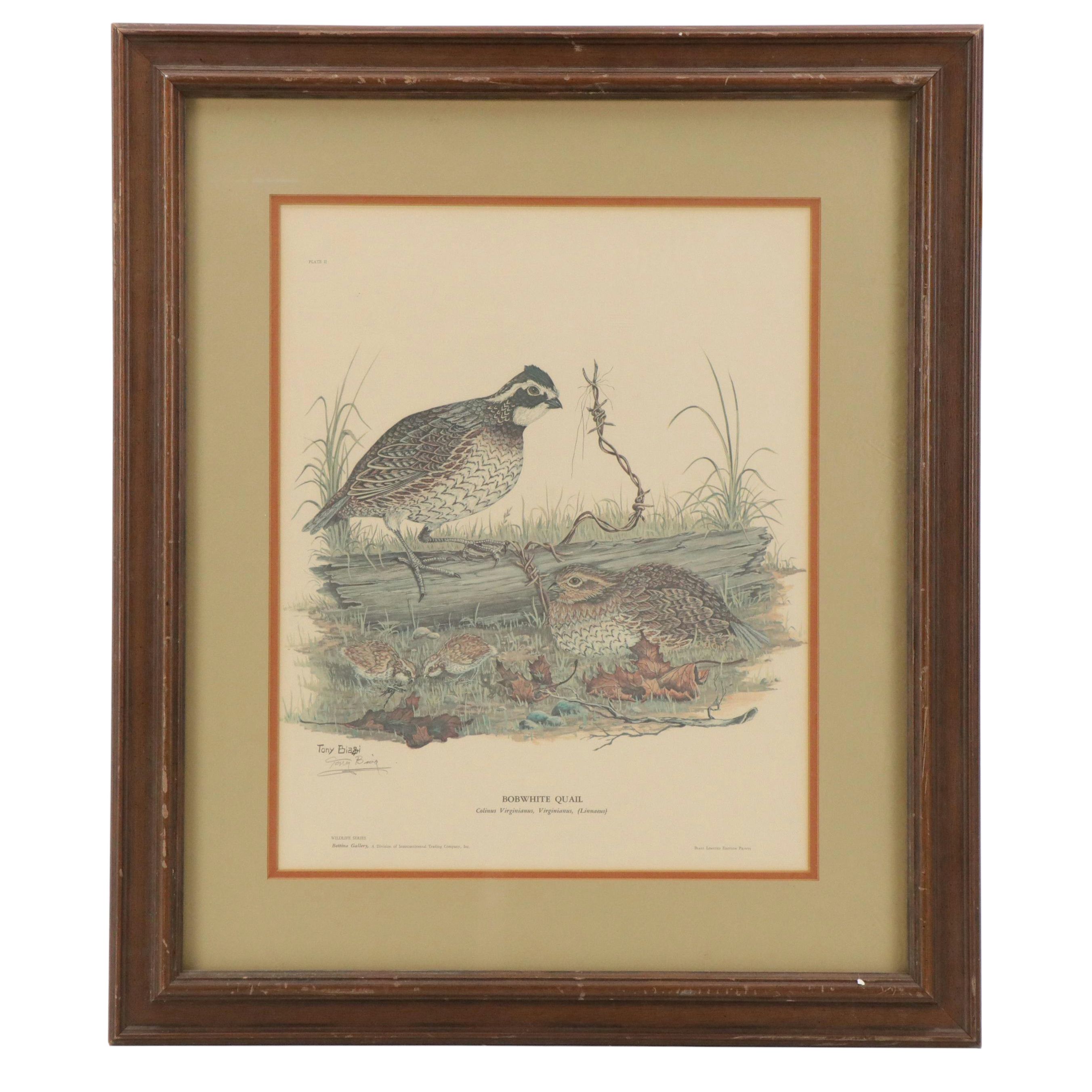 Tony Biagi Offset Lithograph "Bobwhite Quail"