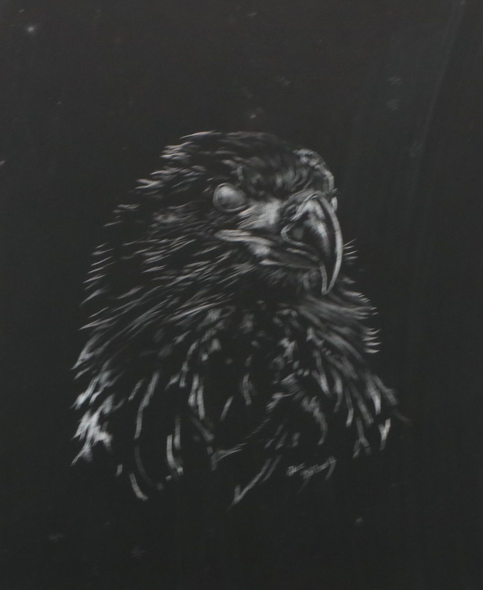 Robert Stillwell Foil Scratchboard Drawing of Hawk, Late 20th Century