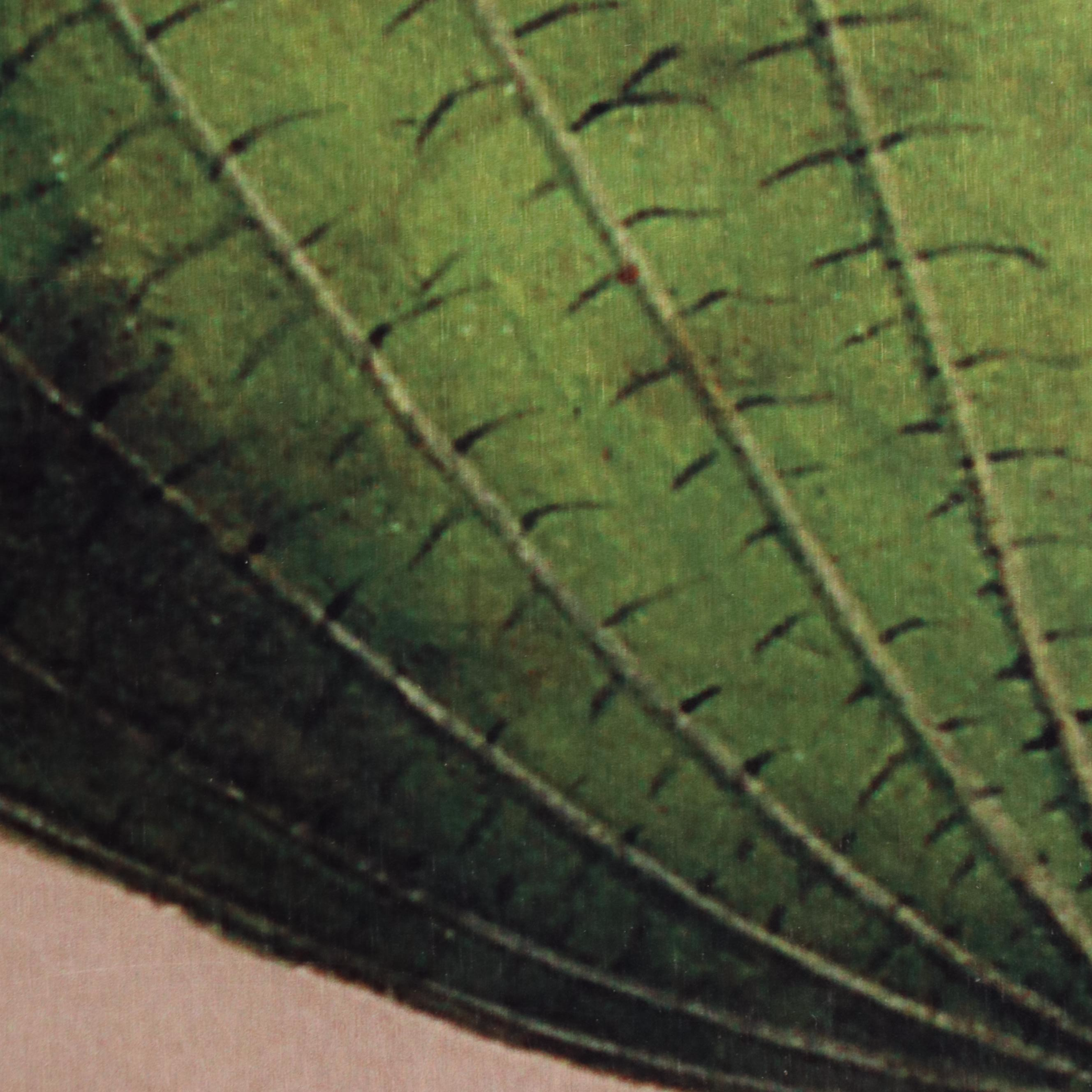 Giclée on Metal After Deborah Schenck "Lotus Flower"