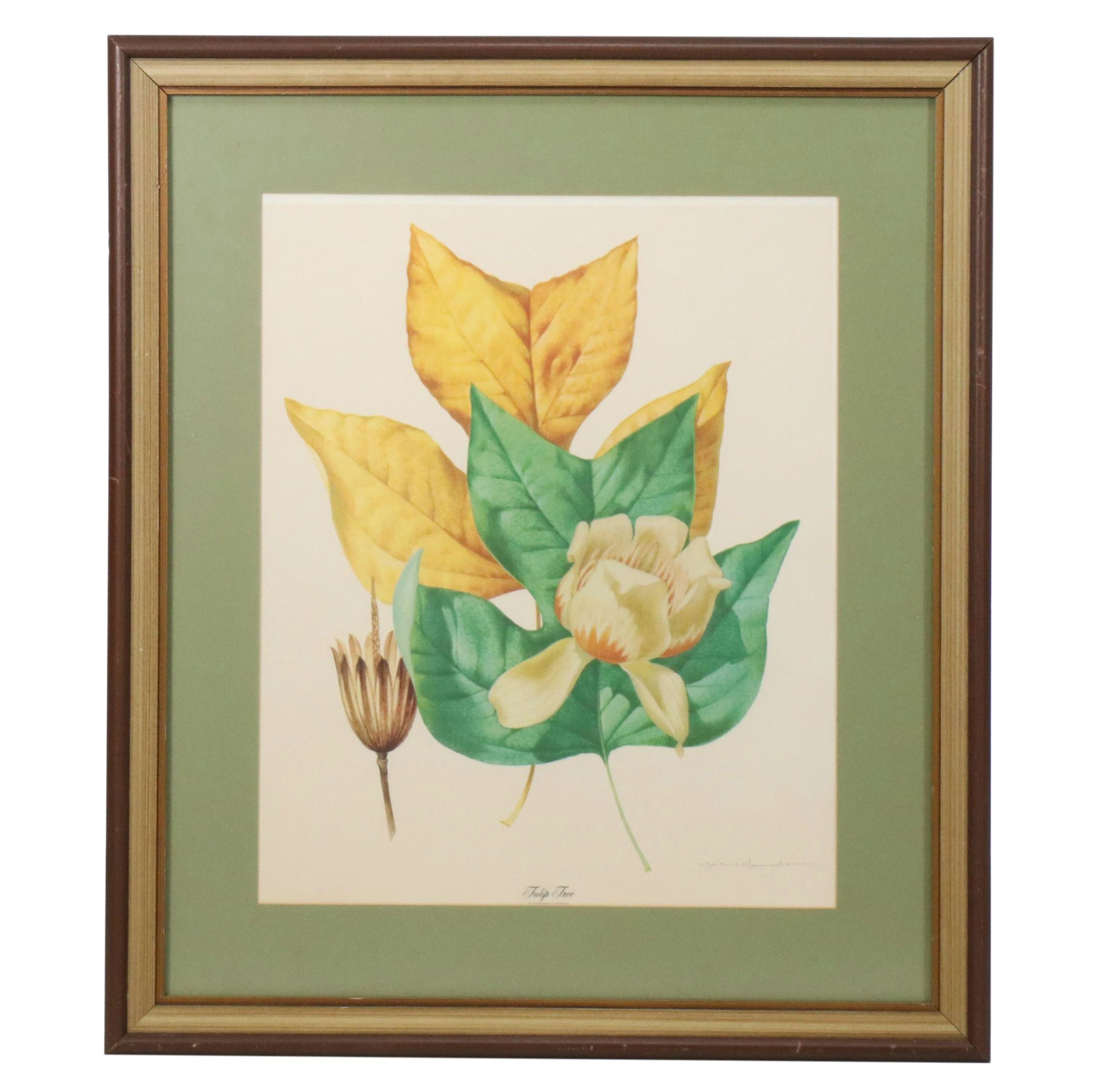 Botanical Offset Lithograph After Athos Menaboni "Tulip Tree"