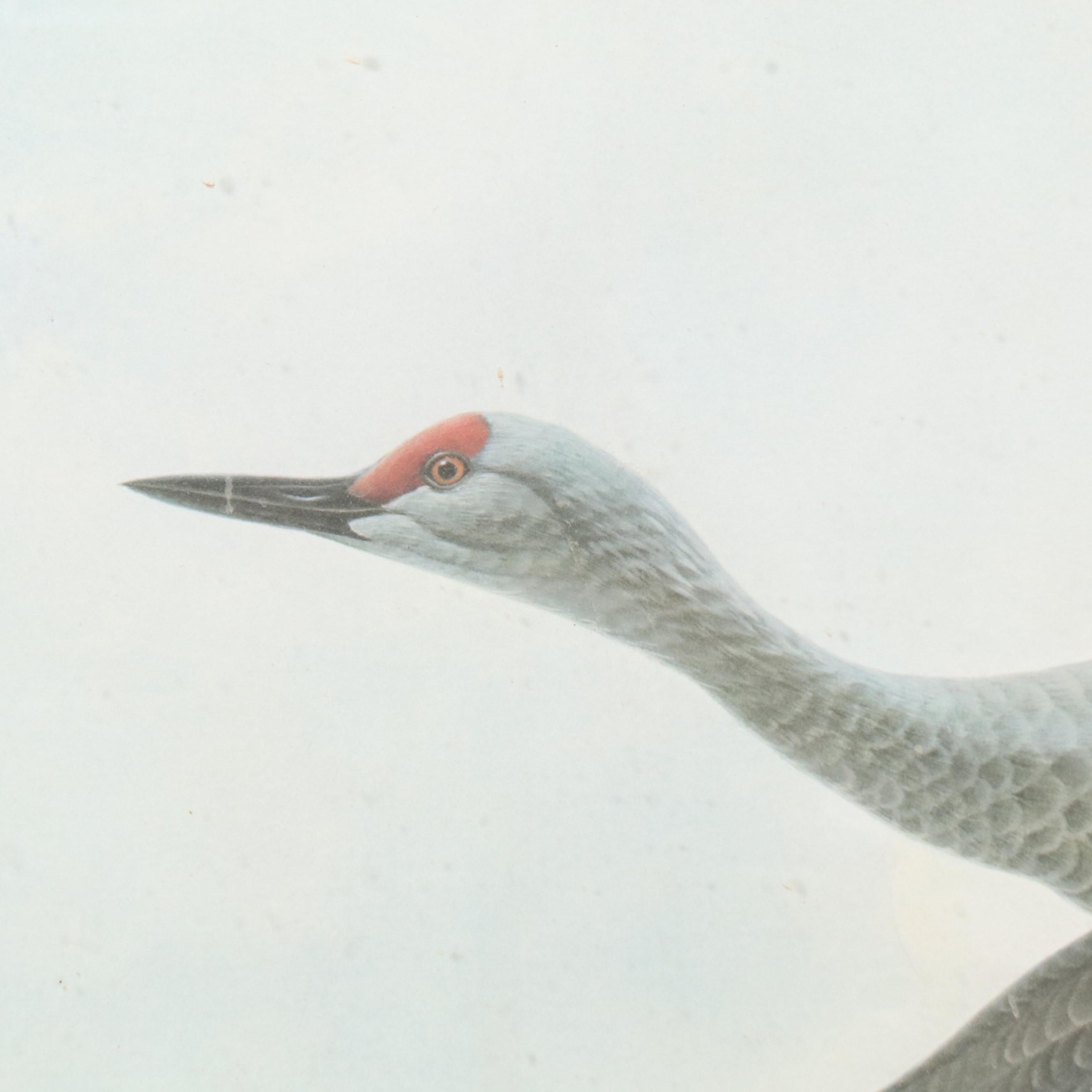 John A. Ruthven Offset Lithograph "Sand Hill Cranes," 1978