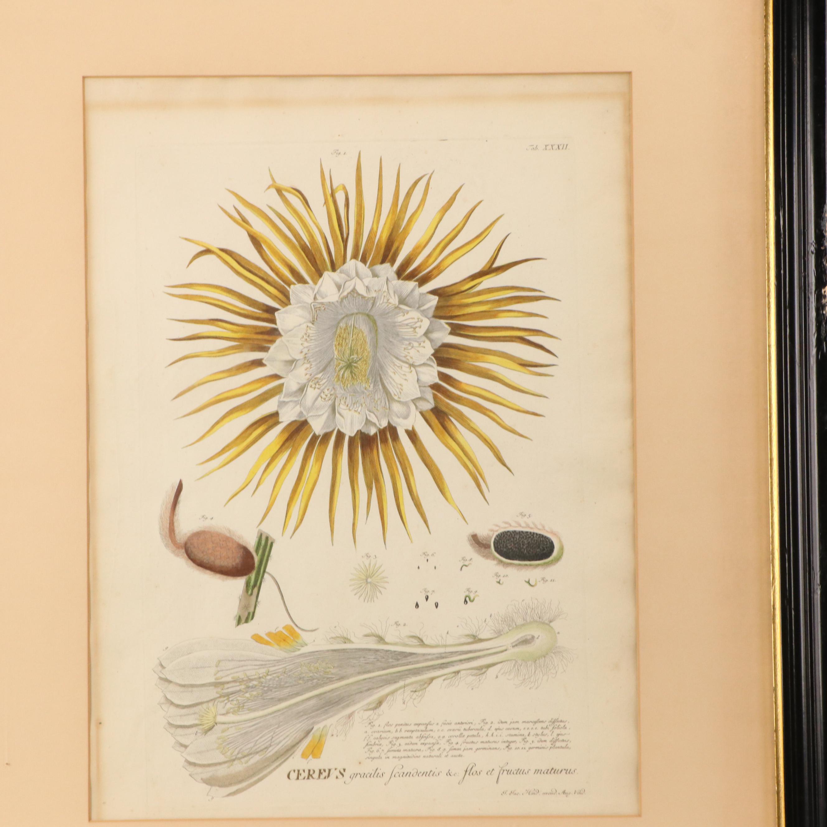 Johann Jakob Haid Botanical Hand-Colored Engraving, Circa 1752