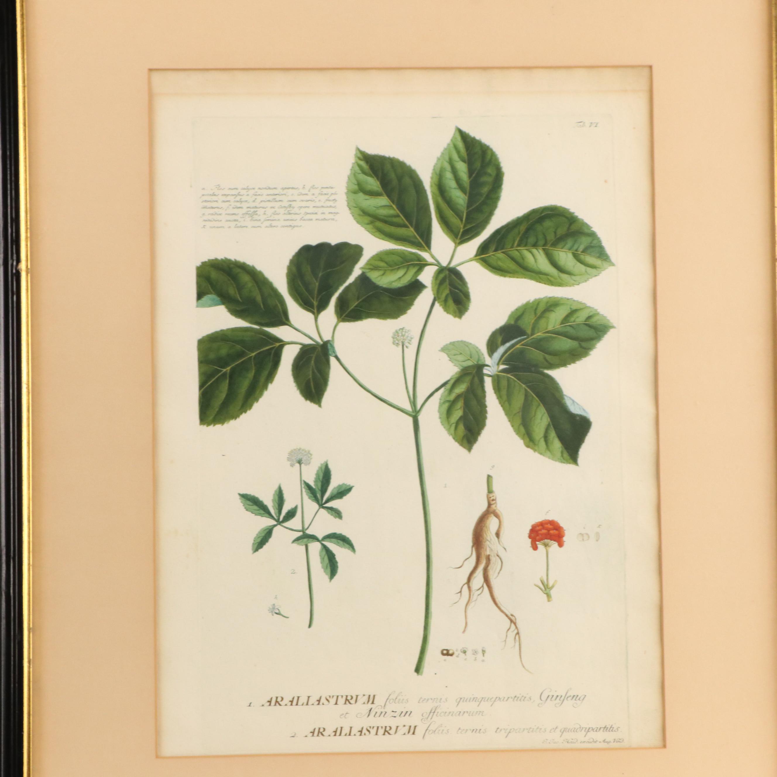 Johann Jakob Haid Botanical Hand-Colored Engraving, Circa 1752