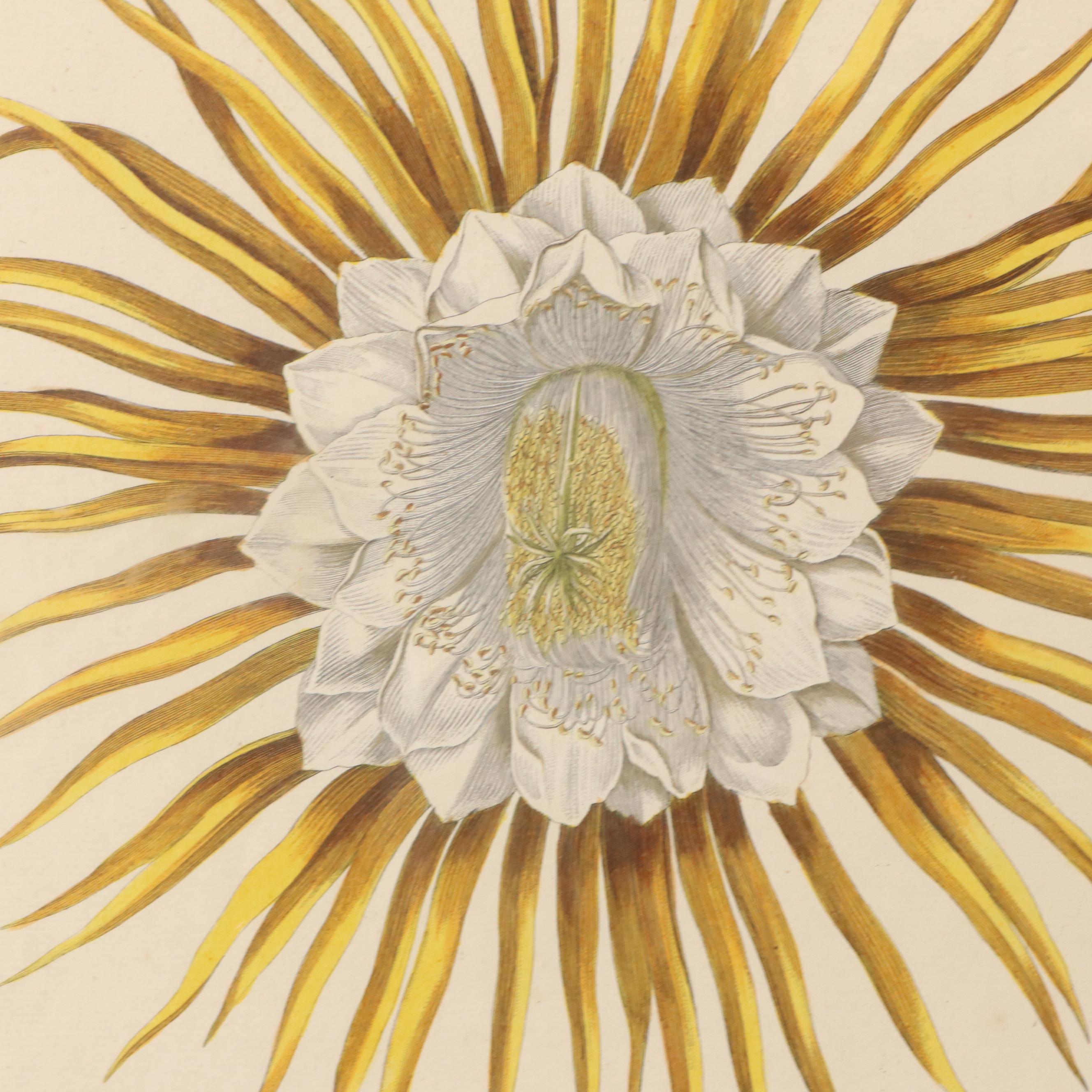 Johann Jakob Haid Botanical Hand-Colored Engraving, Circa 1752