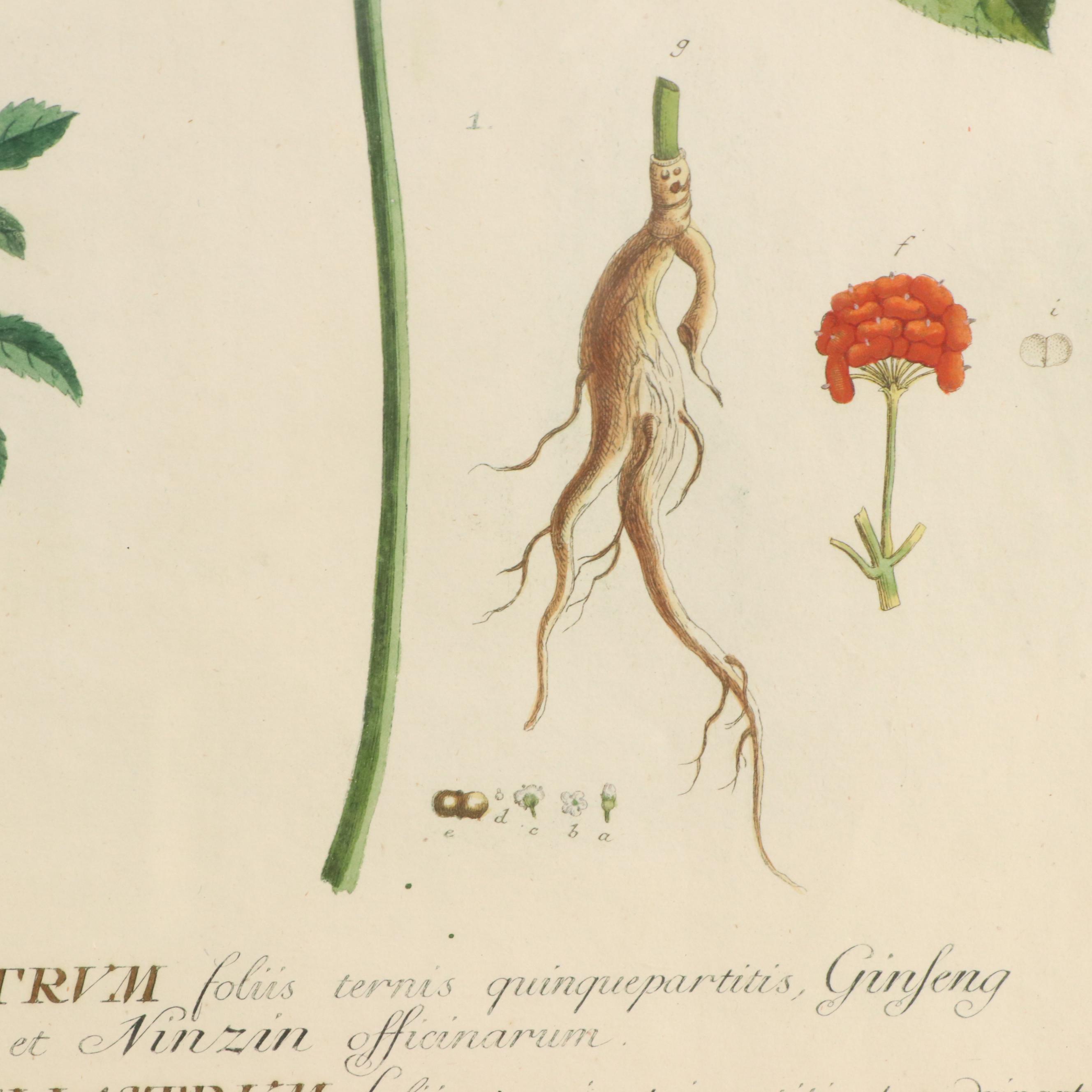 Johann Jakob Haid Botanical Hand-Colored Engraving, Circa 1752