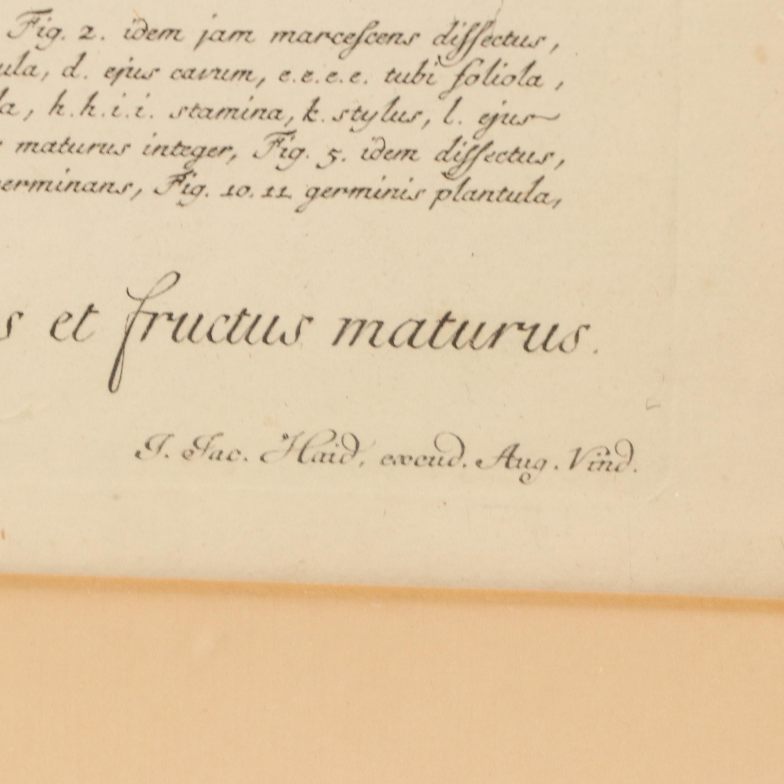 Johann Jakob Haid Botanical Hand-Colored Engraving, Circa 1752