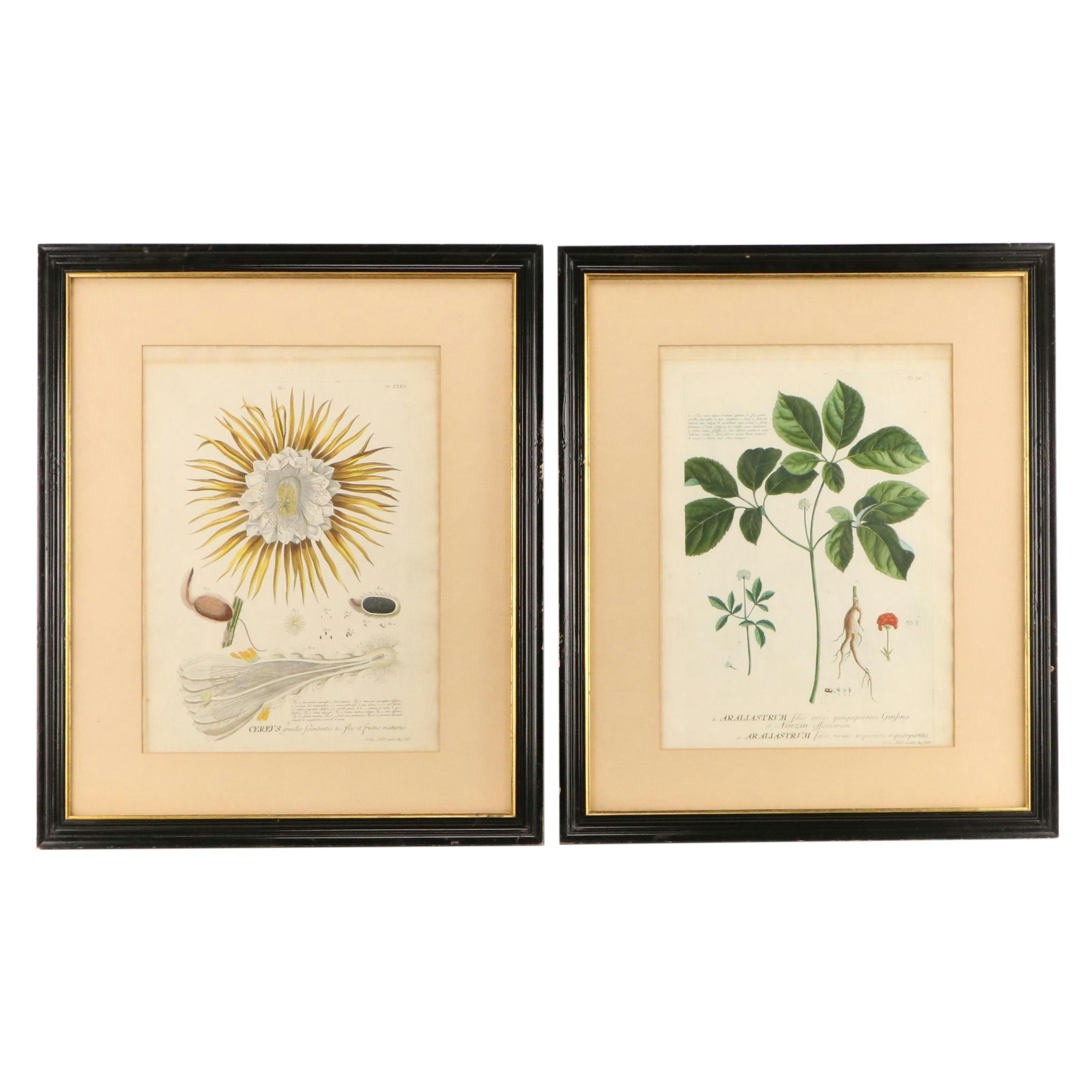 Johann Jakob Haid Botanical Hand-Colored Engraving, Circa 1752