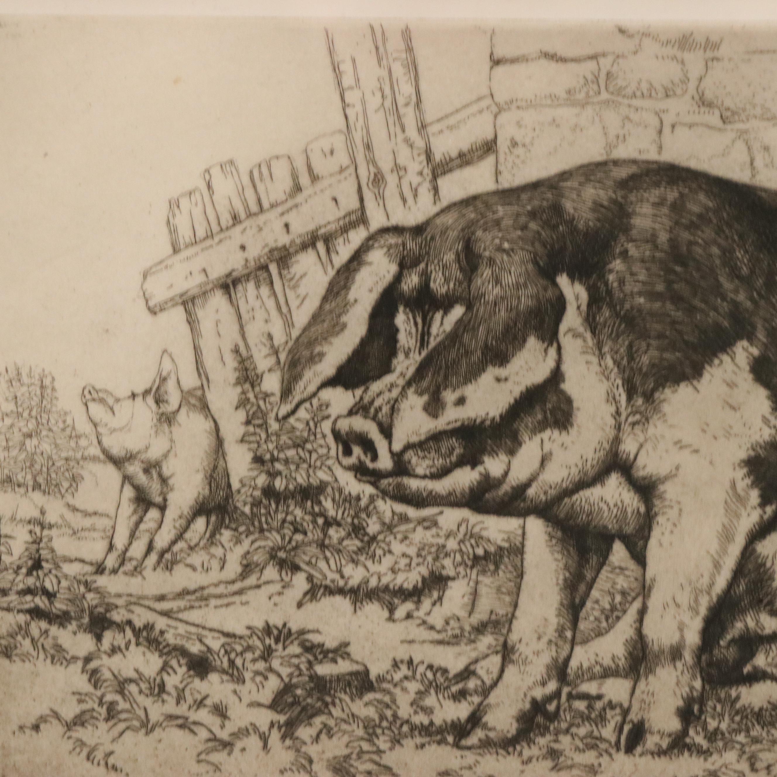 Charles Frederick Tunnicliffe Etching of Pig "Spotted Sow," 1901
