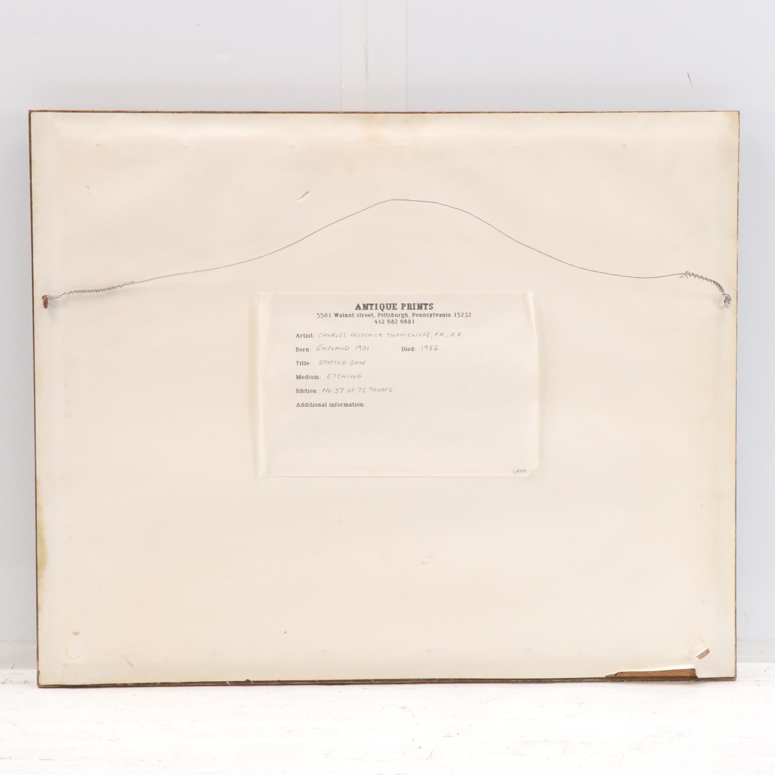 Charles Frederick Tunnicliffe Etching of Pig "Spotted Sow," 1901