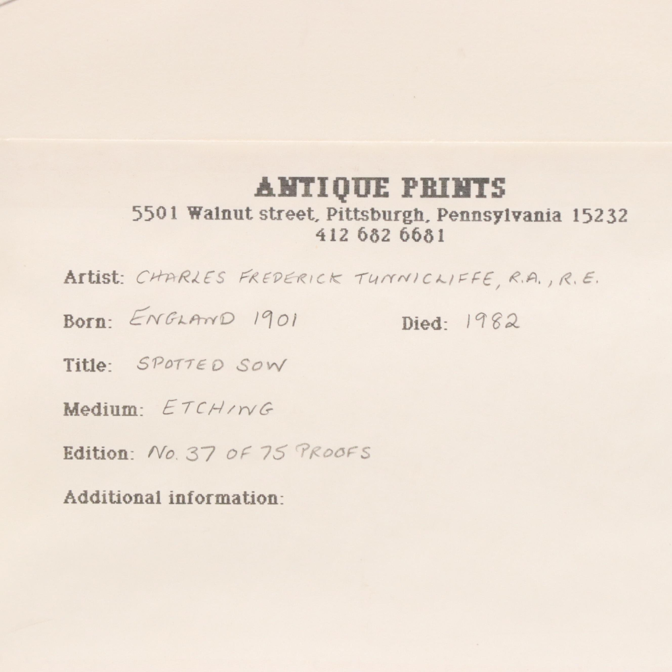 Charles Frederick Tunnicliffe Etching of Pig "Spotted Sow," 1901