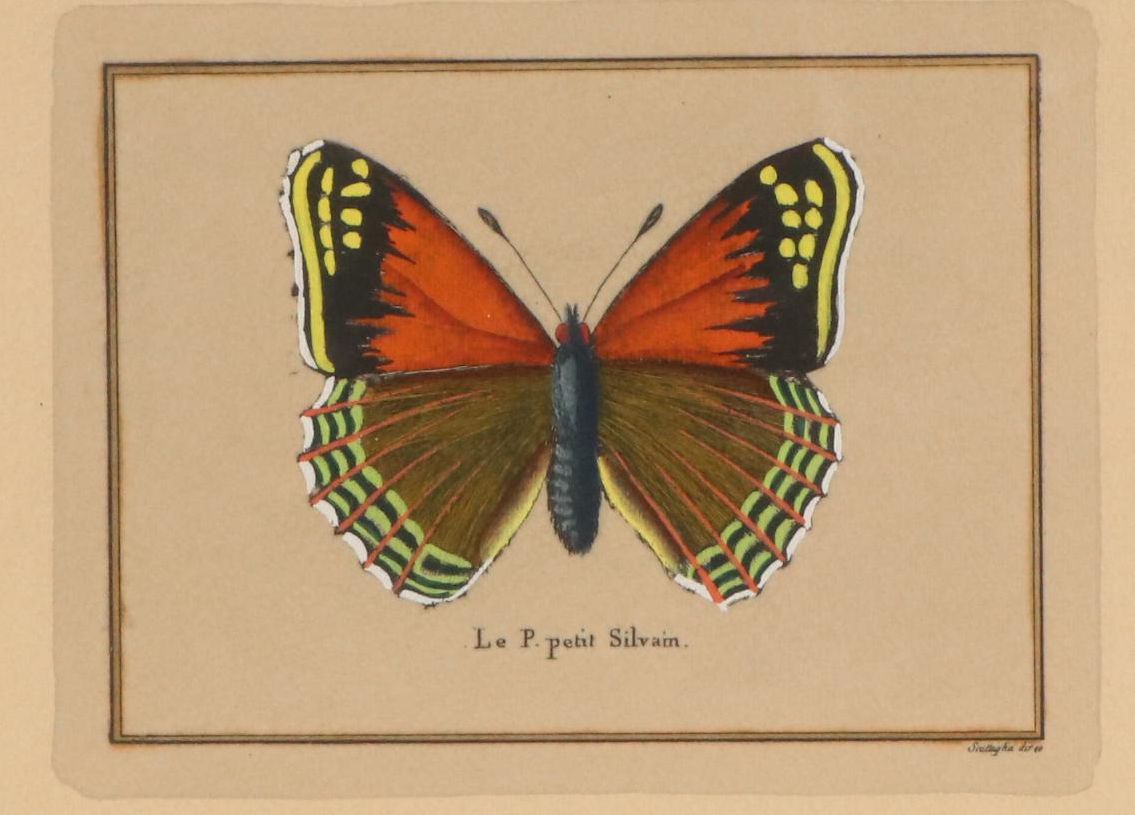 Hand-Painted Collotype Butterfly Illustration "Le P. petit Silvain"