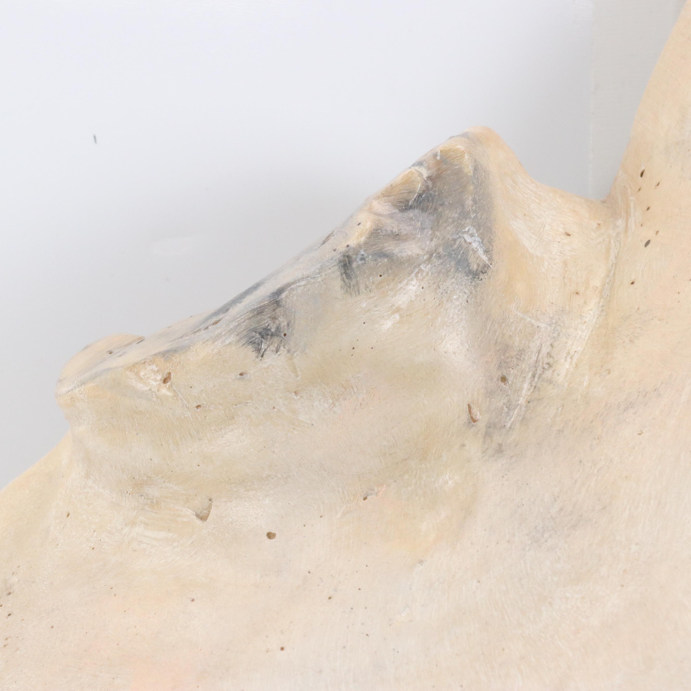 Female Torso Painted Plaster Wall Sculpture