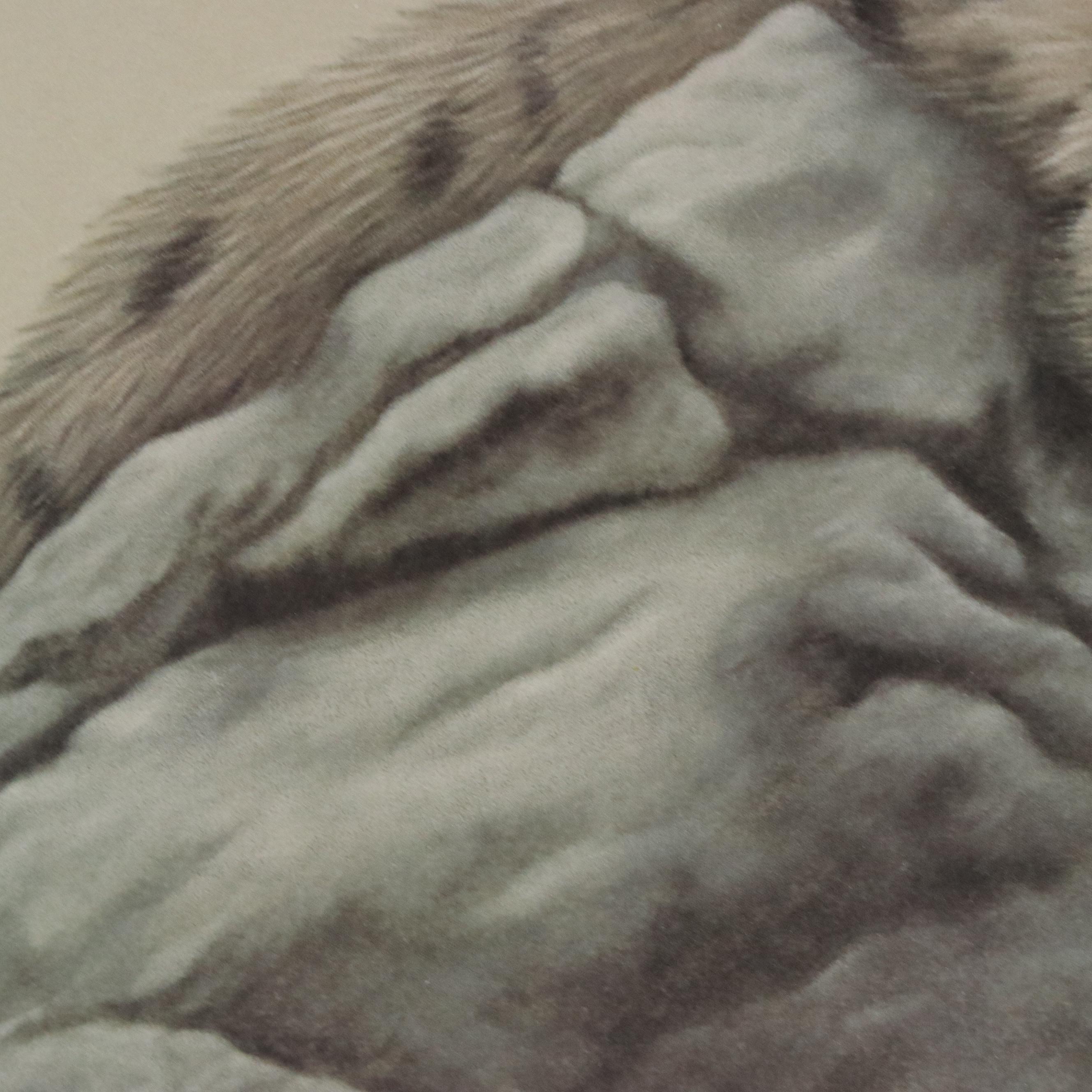 Harold Rigsby Offset Lithograph of Snow Leopard, Late 20th Century