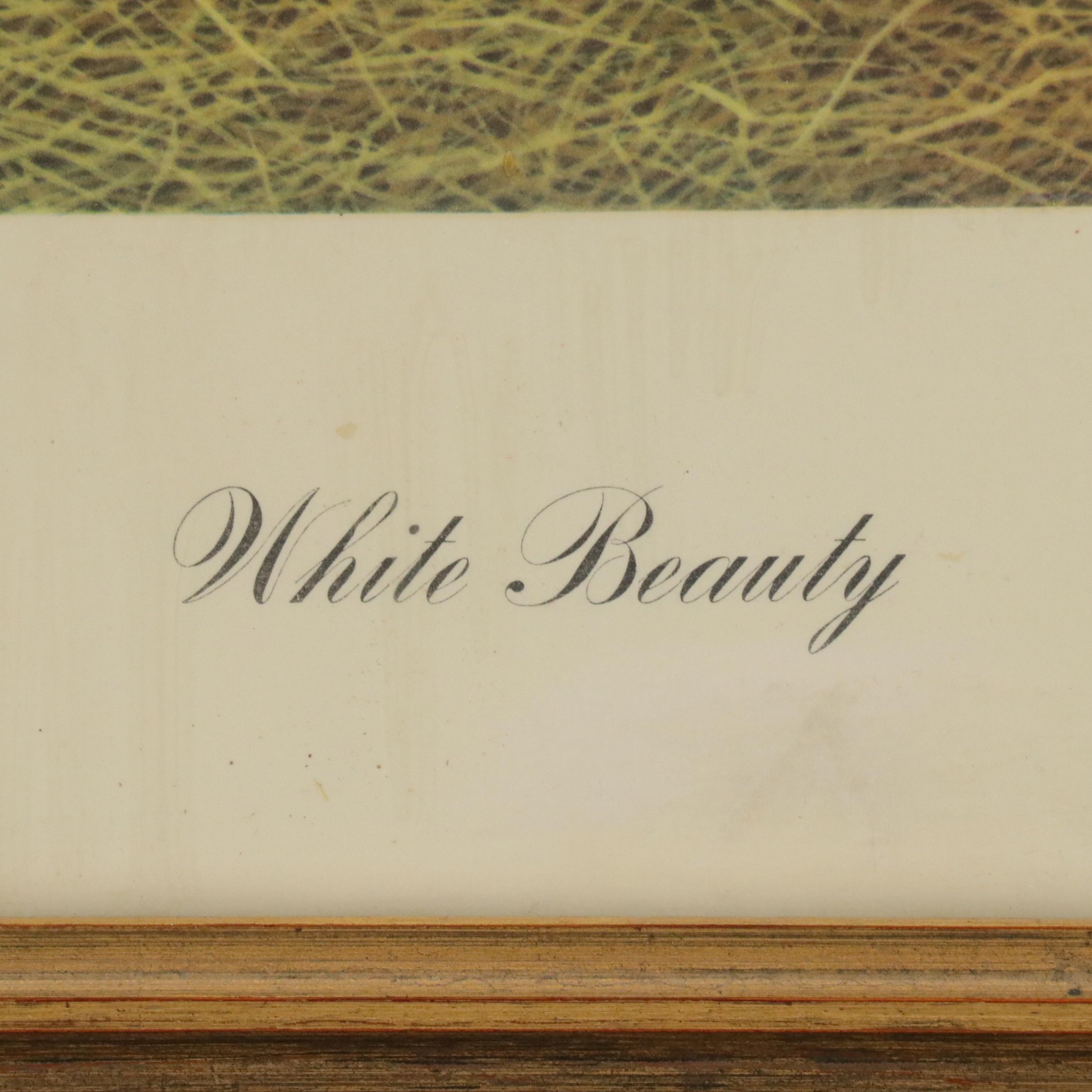 Joseph Petro Offset Lithograph "White Beauty"