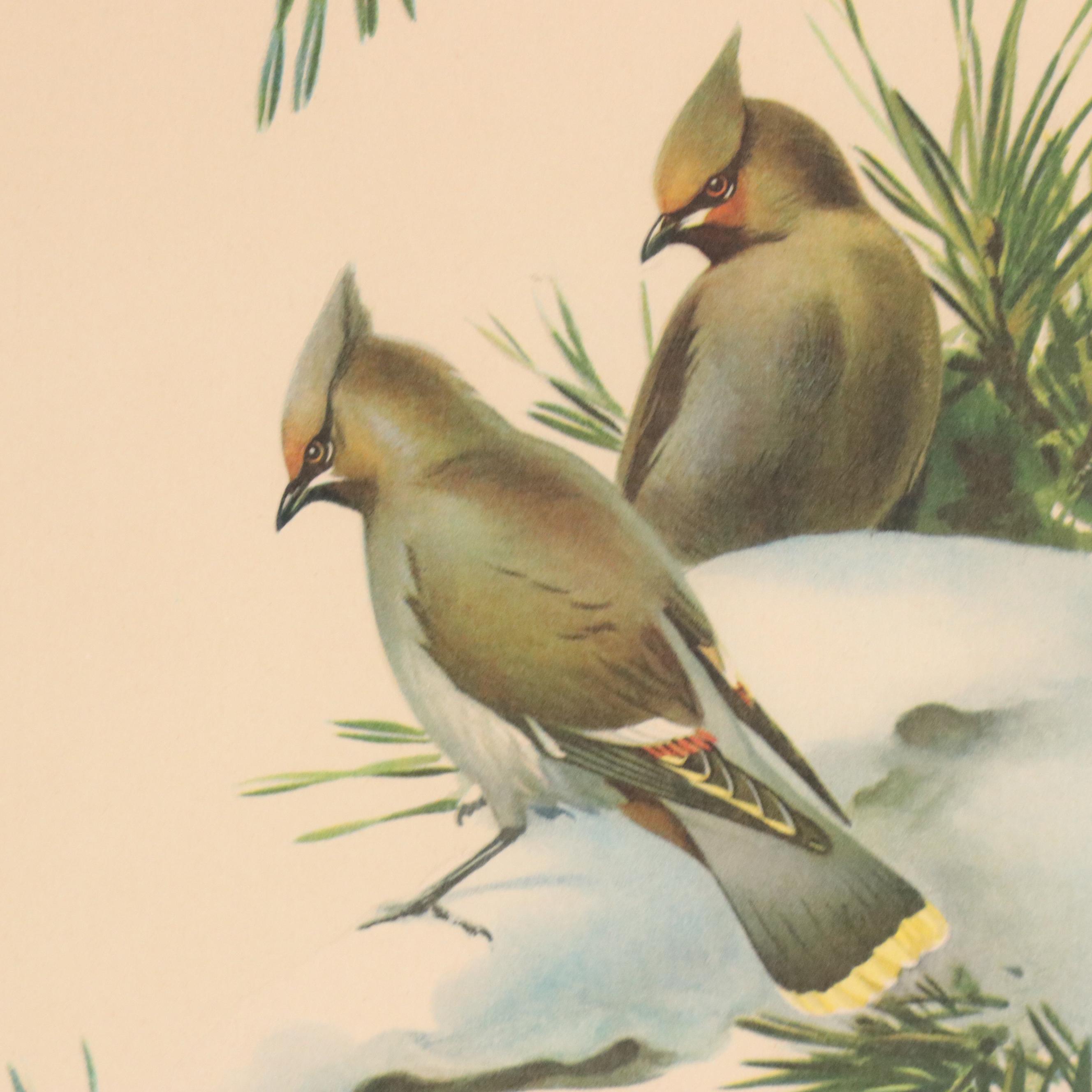 Ornithological Color Halftone After Roger Tory Peterson "Bohemian Wax-Wing"