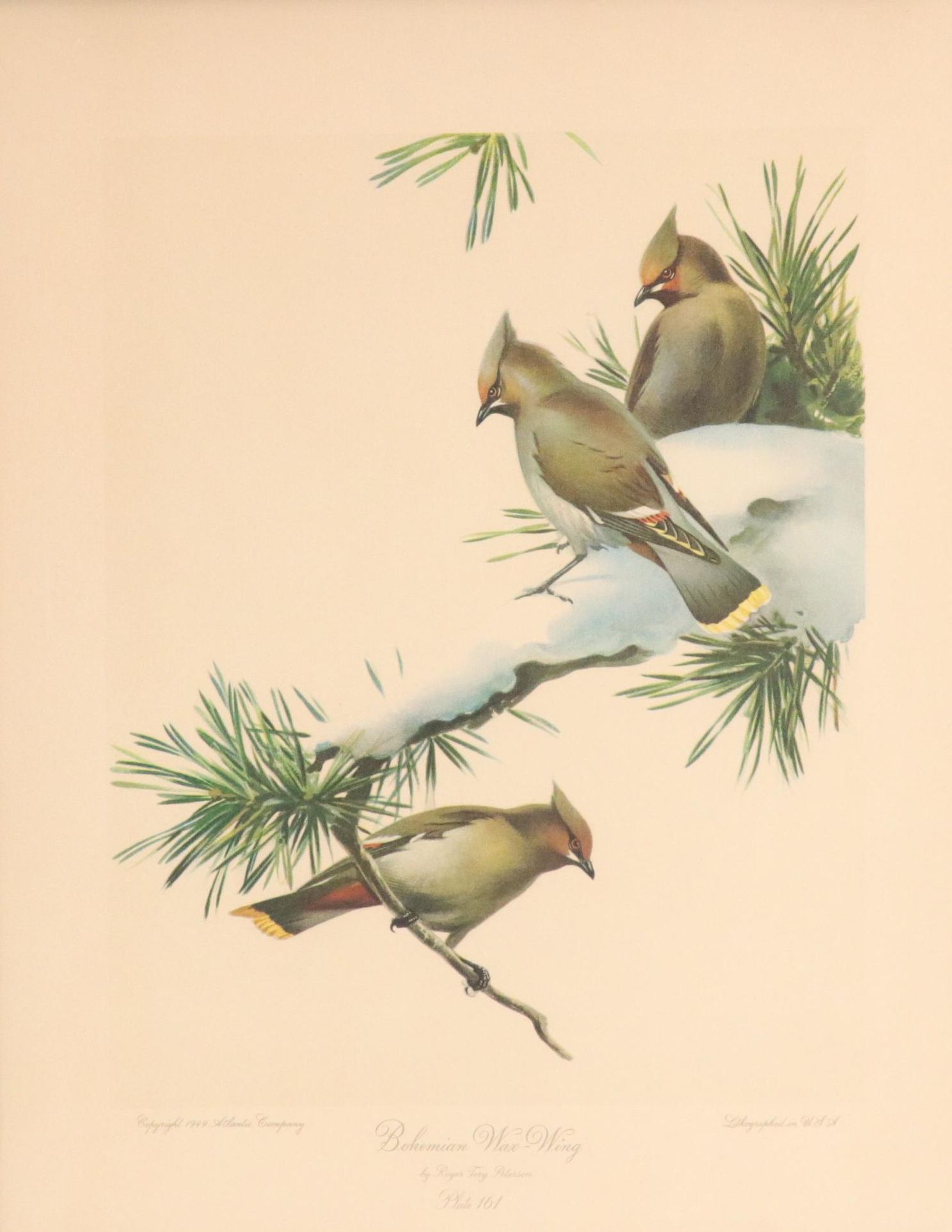 Ornithological Color Halftone After Roger Tory Peterson "Bohemian Wax-Wing"