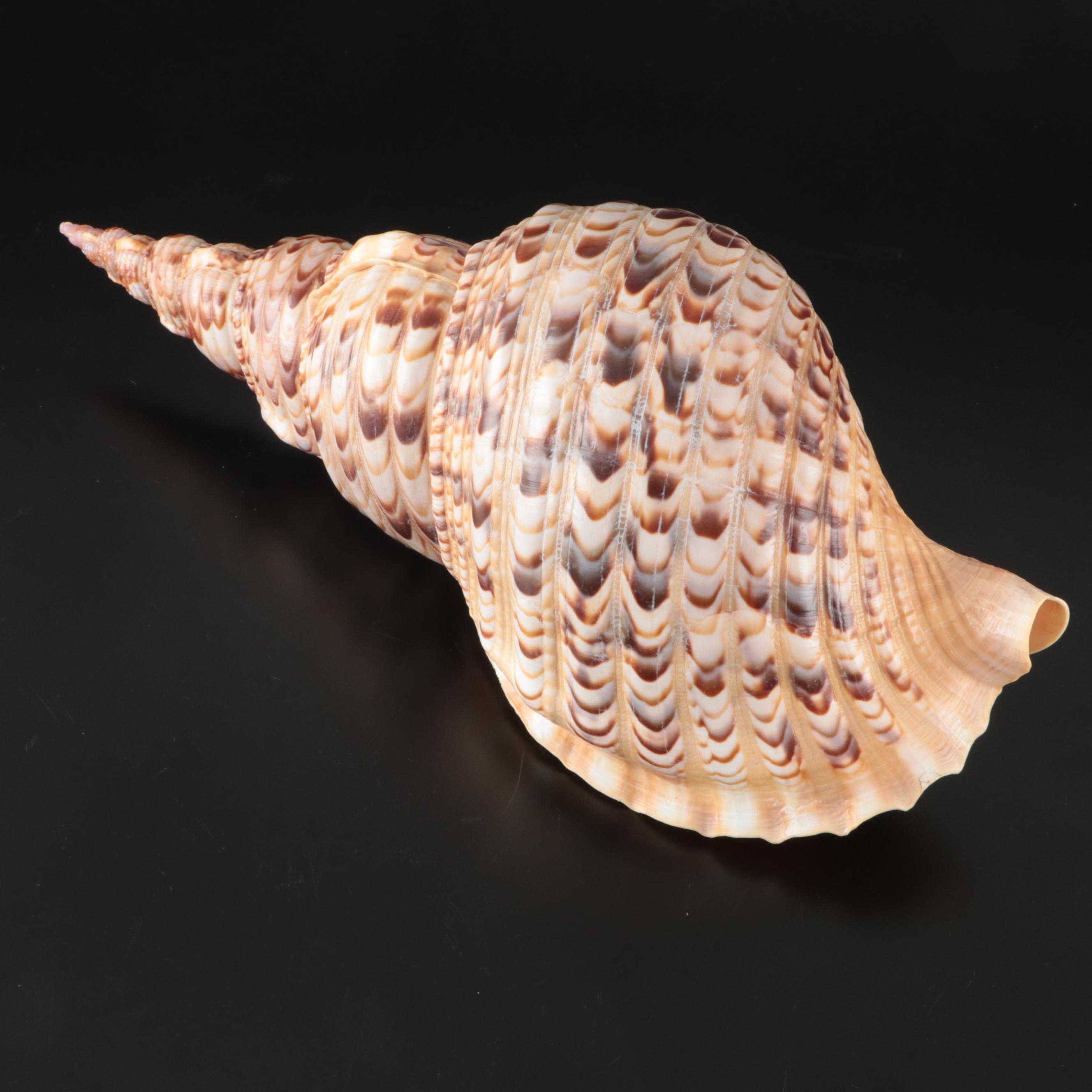 Triton's Trumpet Seashell Specimen